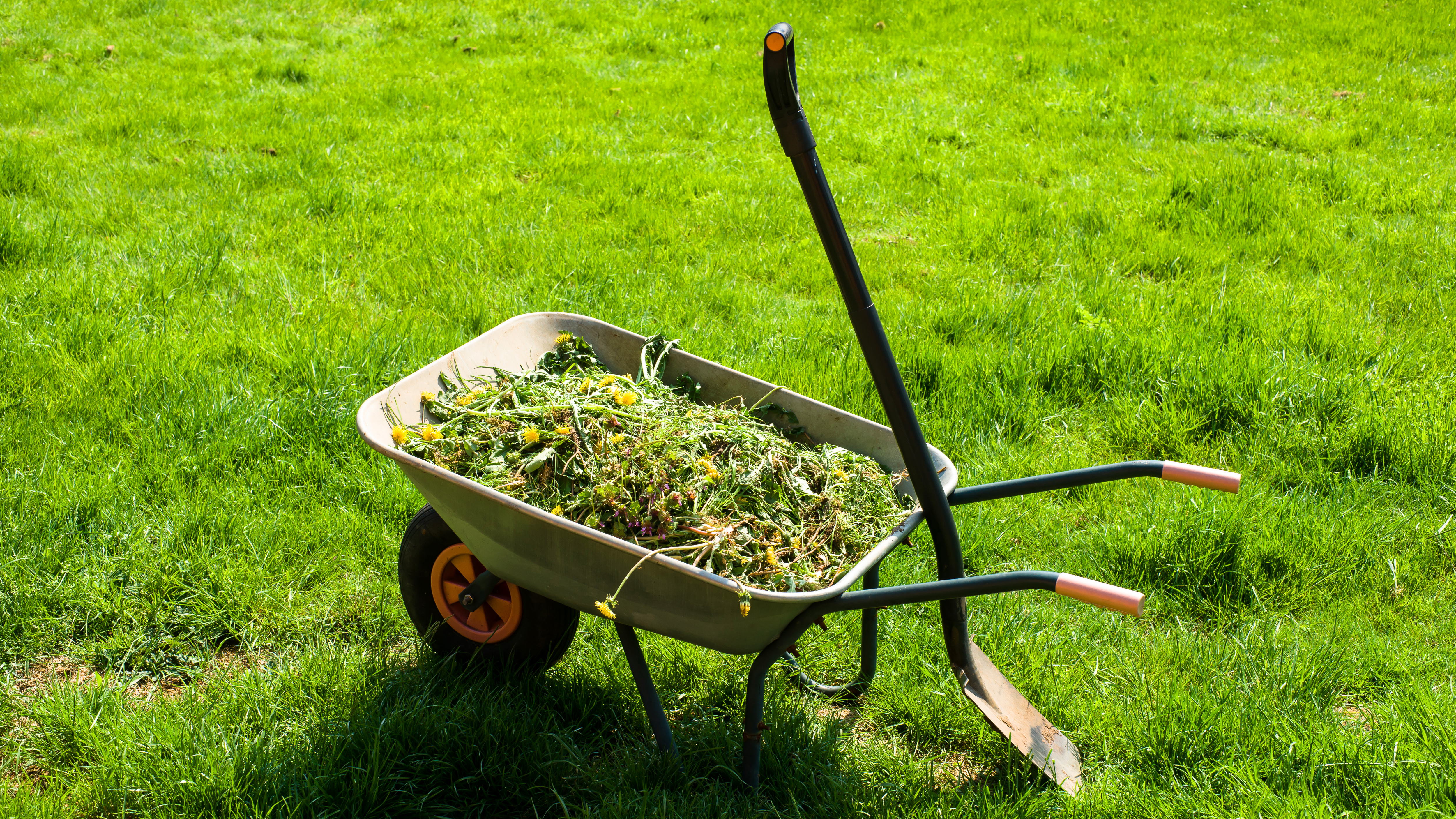 For at plenen skal trives har den behov for kalk og gjødsel. Er surhetsgraden (pH) under 6 vil den ikke få nok næring.