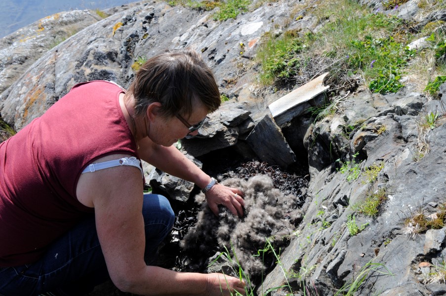 Ederdun: Ei ederdunsdyne krever 1 kg fnugglett dun.