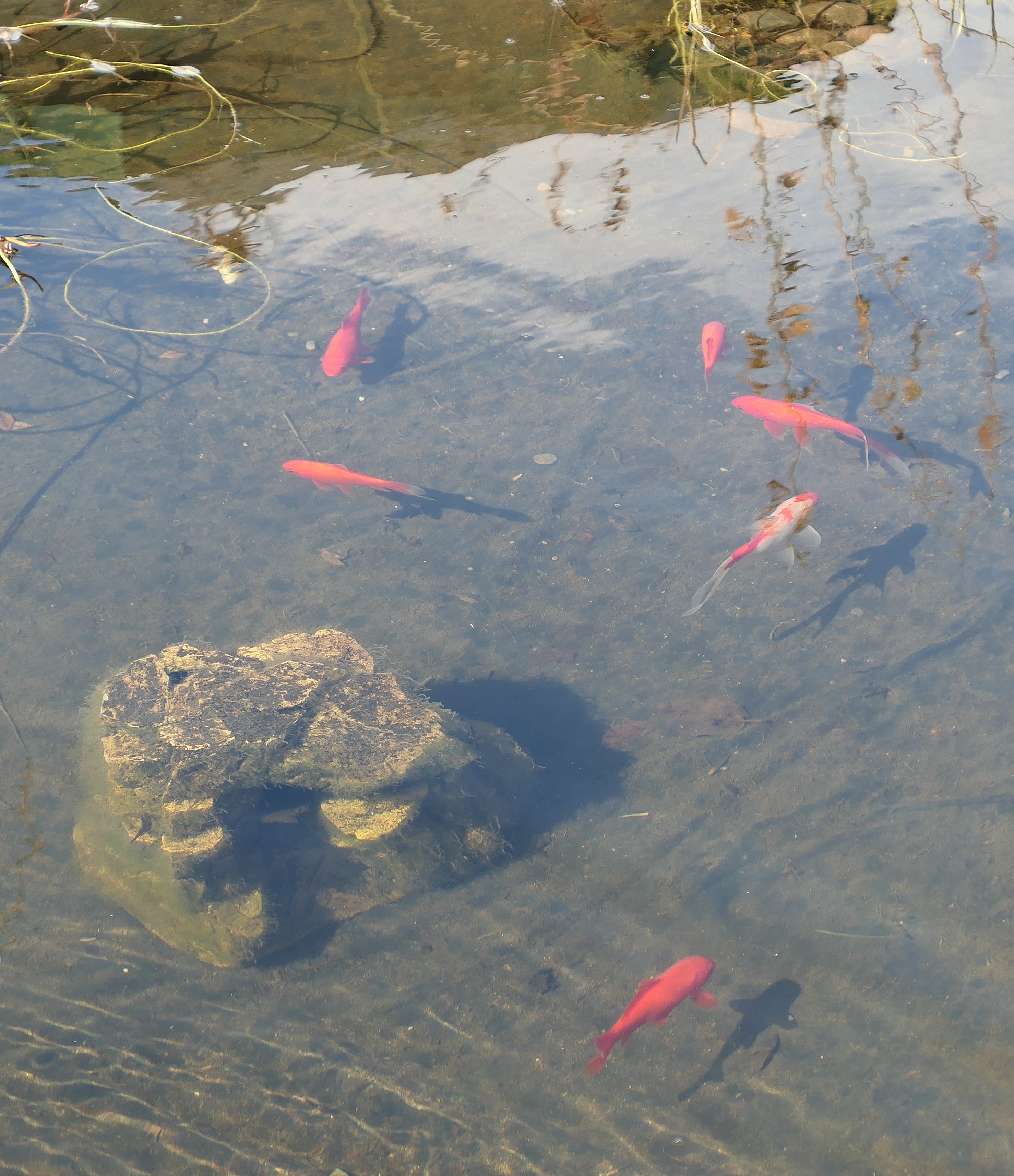 Karpefiskene går en ny sesong i møte.