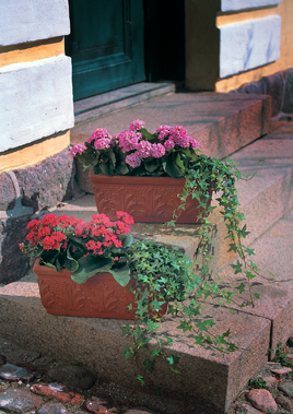 TRAPPEPYNT: Ildtopp og Ef&oslash;y er fine &aring; ha p&aring; trappa, og de t&aring;ler noen kuldegrader.