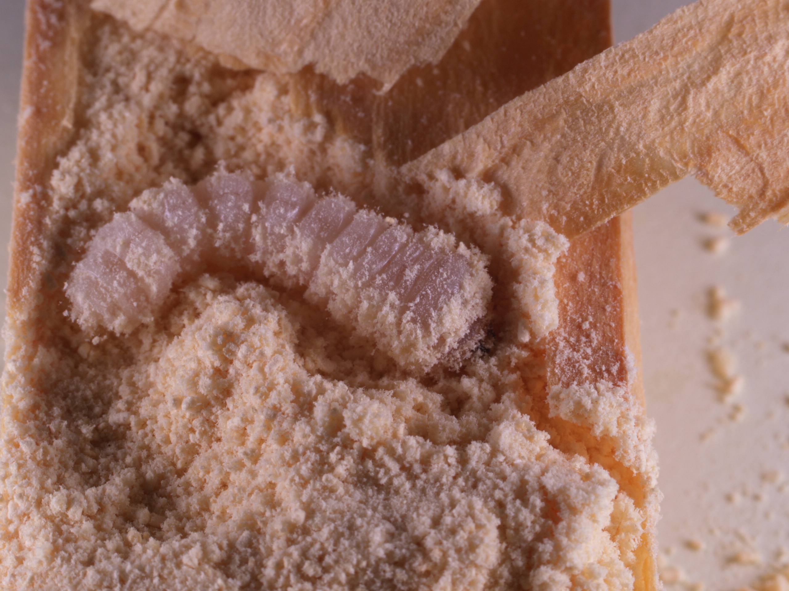 Husbukklarven spiser seg frem. Foto: Mycoteam