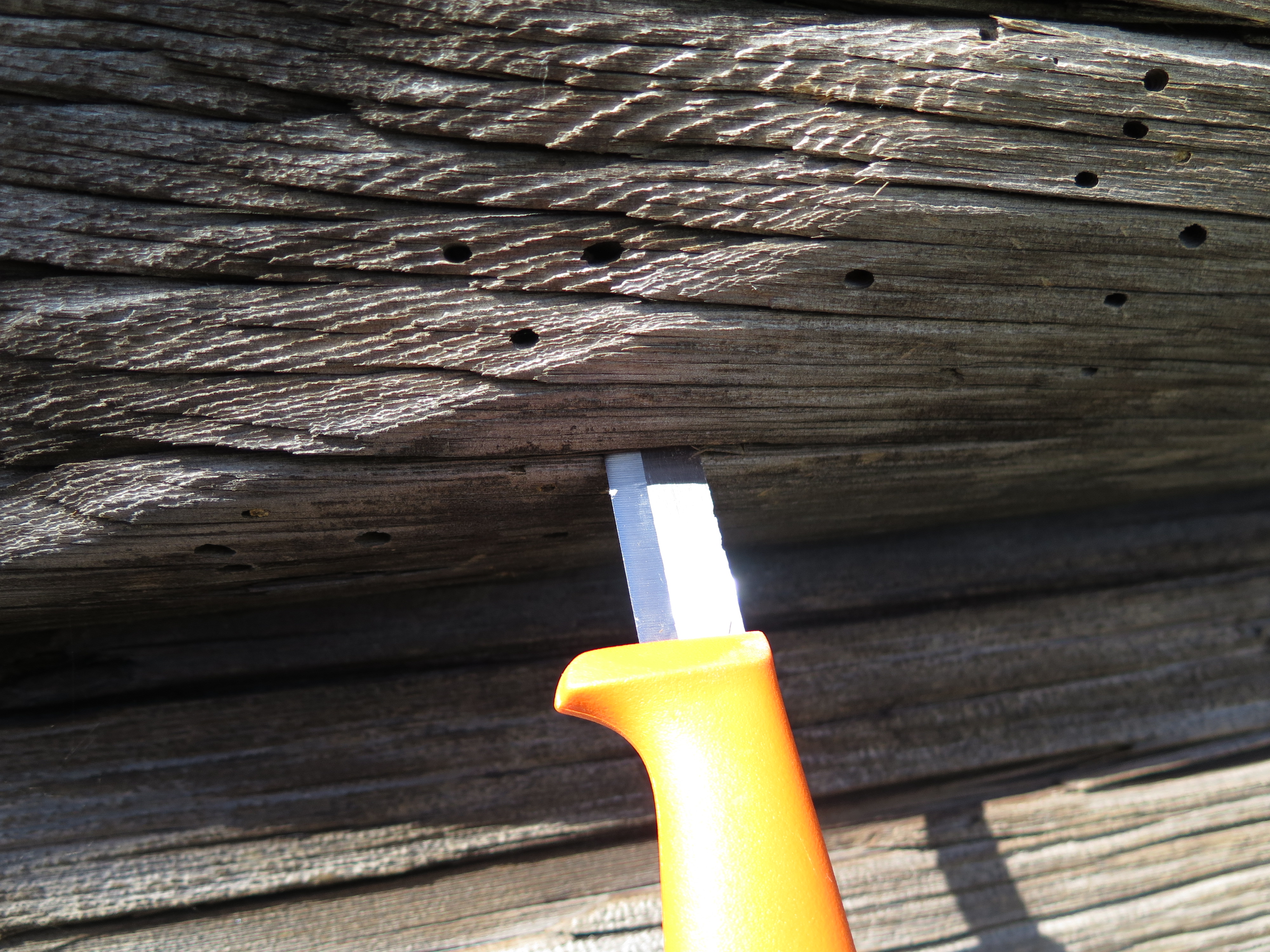 Indre deler av treverket er sterkt nedbrutt av husbukkskader. Foto: Mycoteam