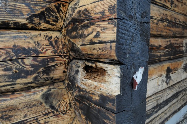 BLOMSTERBUKK: Man kan se sporene etter insektene som nå har flyttet ut av tømmerstokkene. 