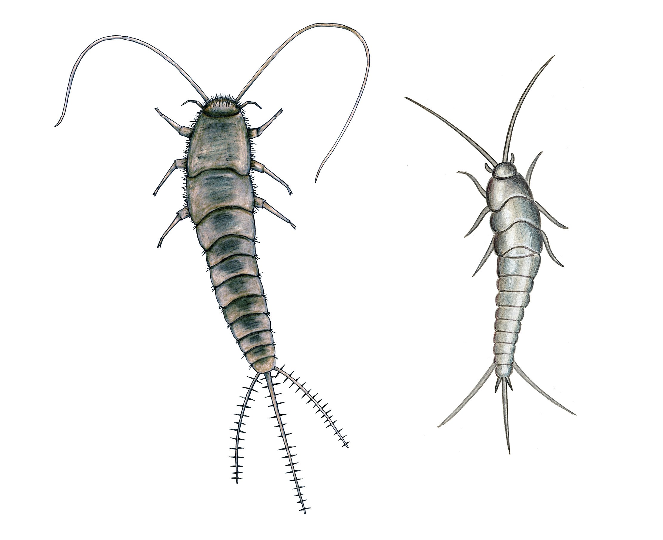 FORSKJELL: Her ser du de mest typiske forskjellene p&aring; skjeggkre og s&oslash;lvkre.