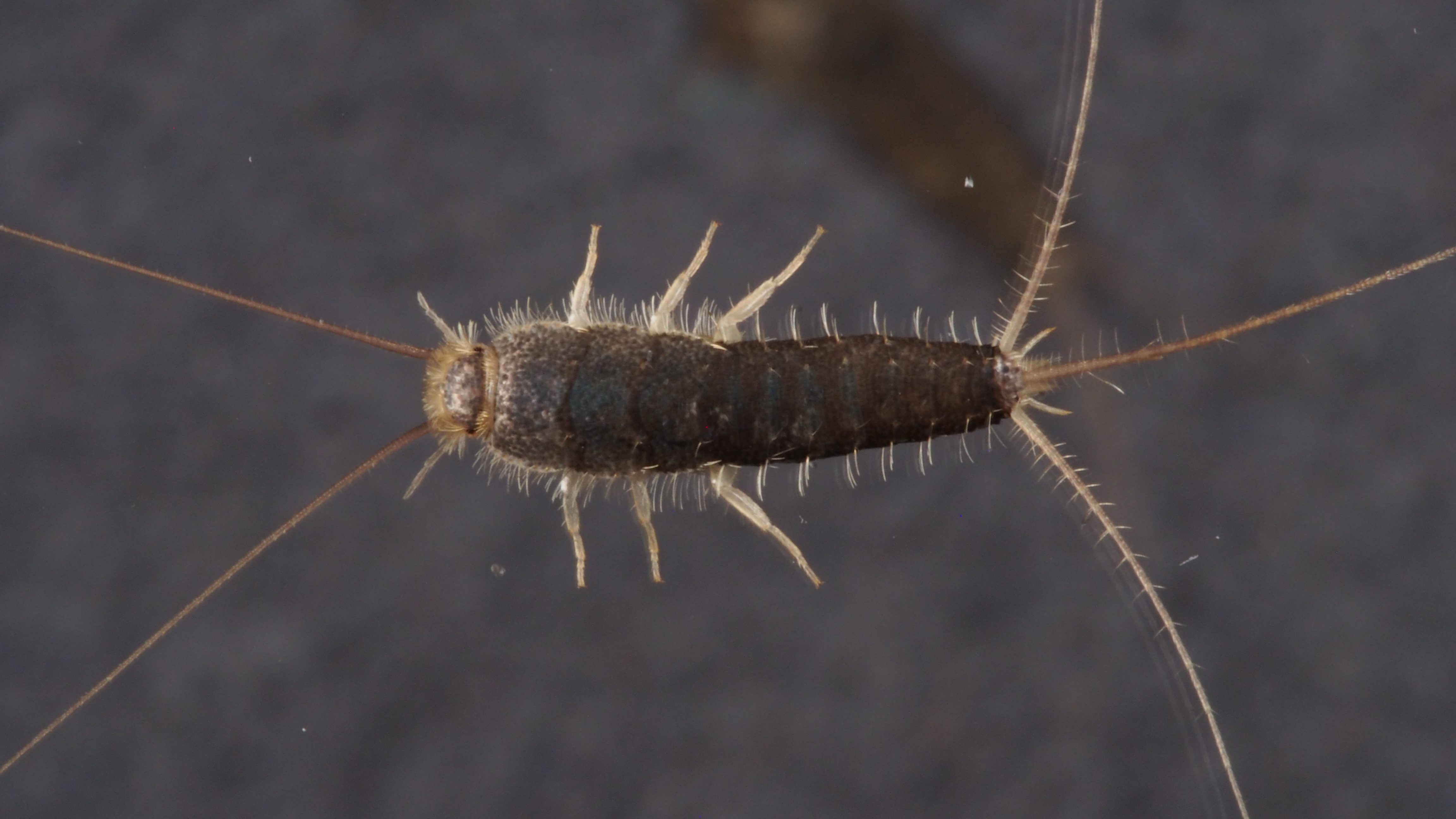 Skjeggkre på nært hold. 
