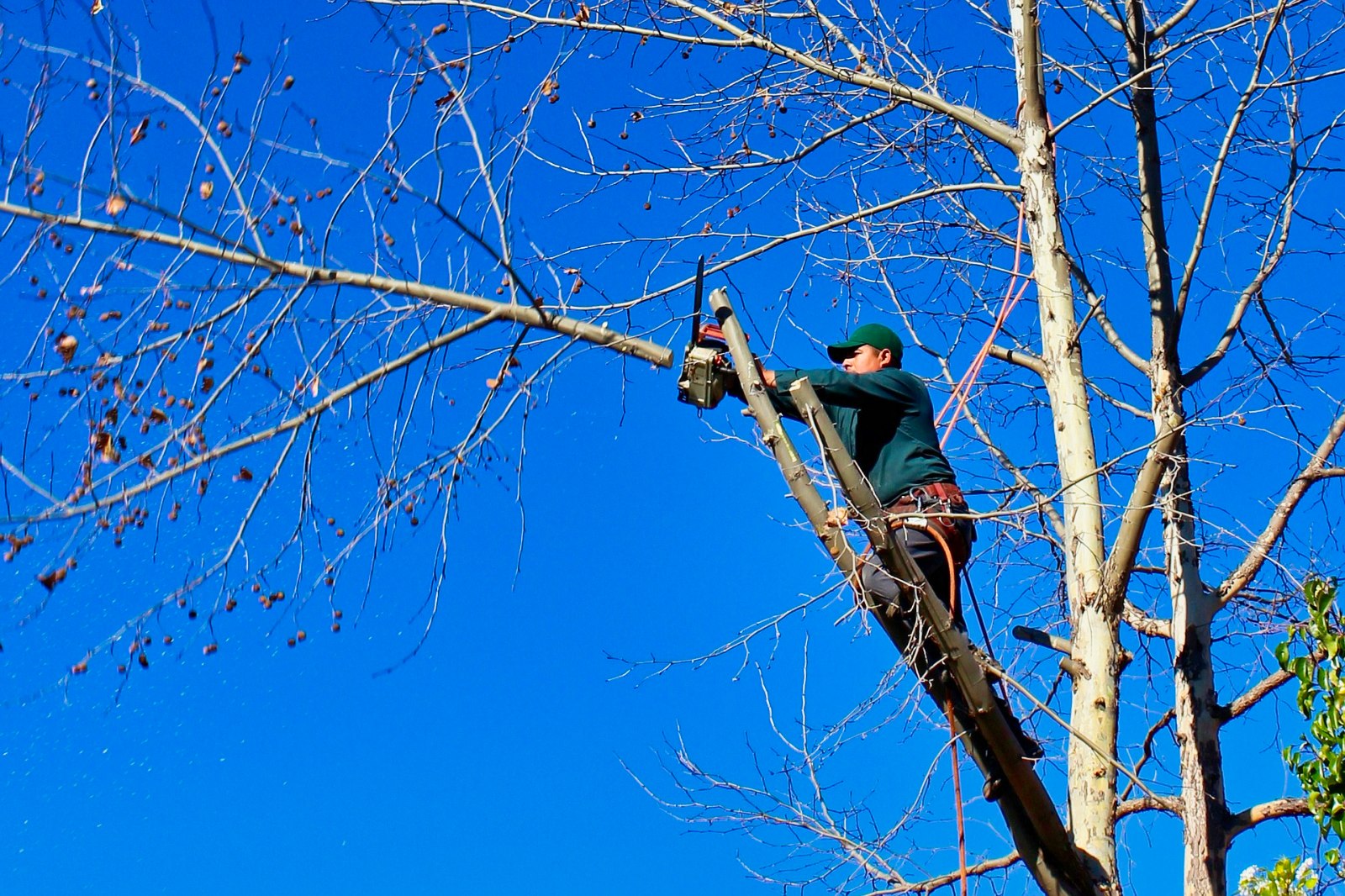 Kan du kappe grenene som går over på din tomt?