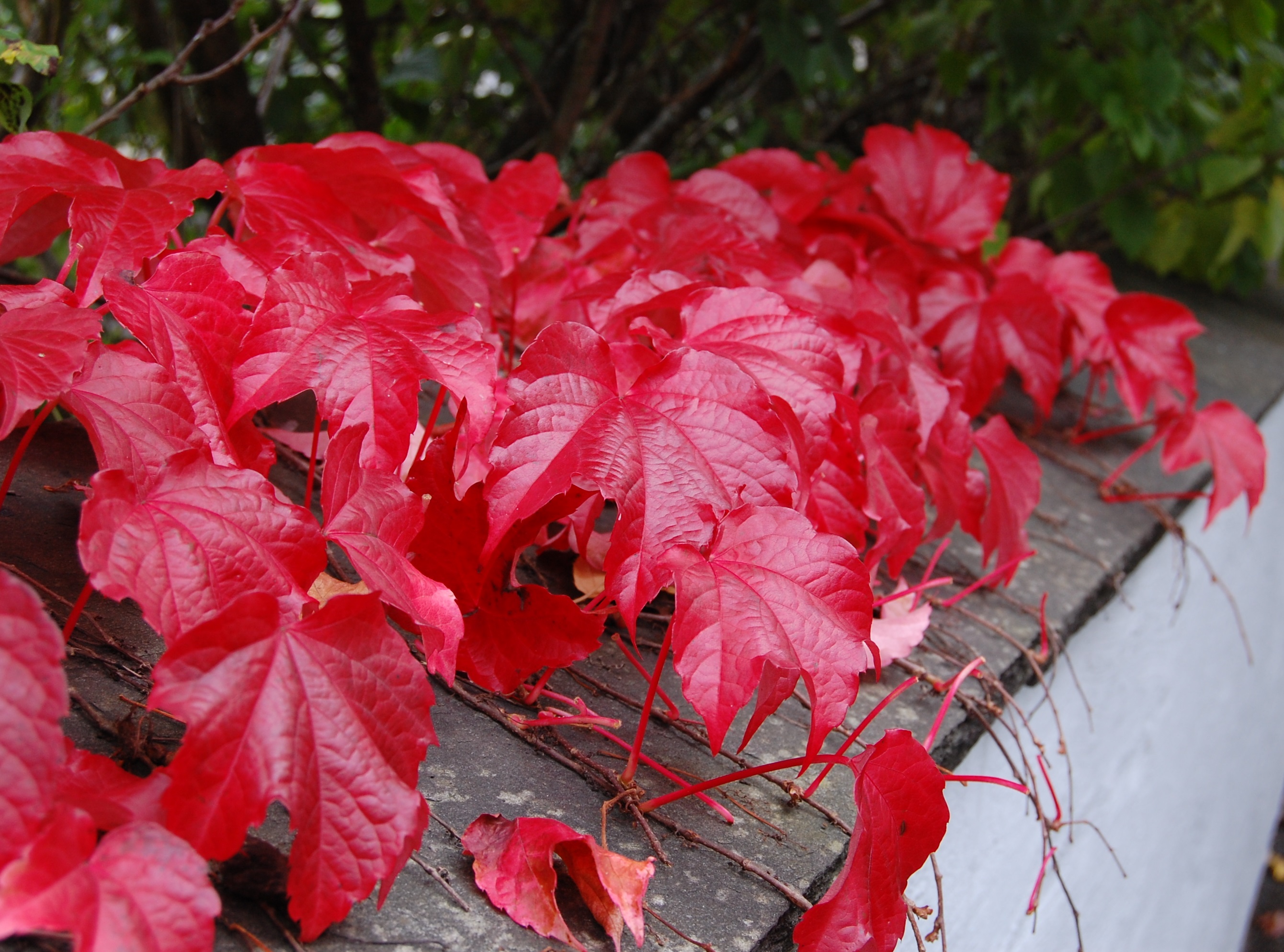 R&aring;dhusvillvin. Foto: OBP