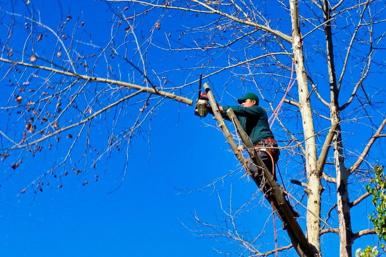 Ikke kapp trærne på naboens tomt selv! Snakk med naboen om treet!