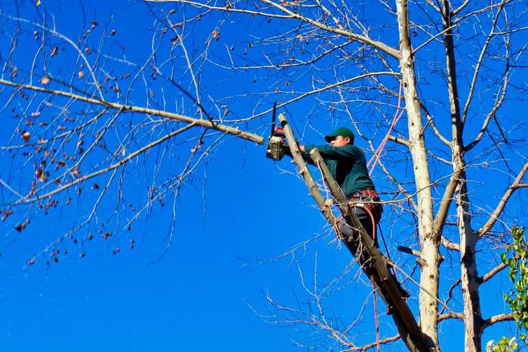 Ikke kapp trærne på naboens tomt selv! Snakk med naboen om treet!