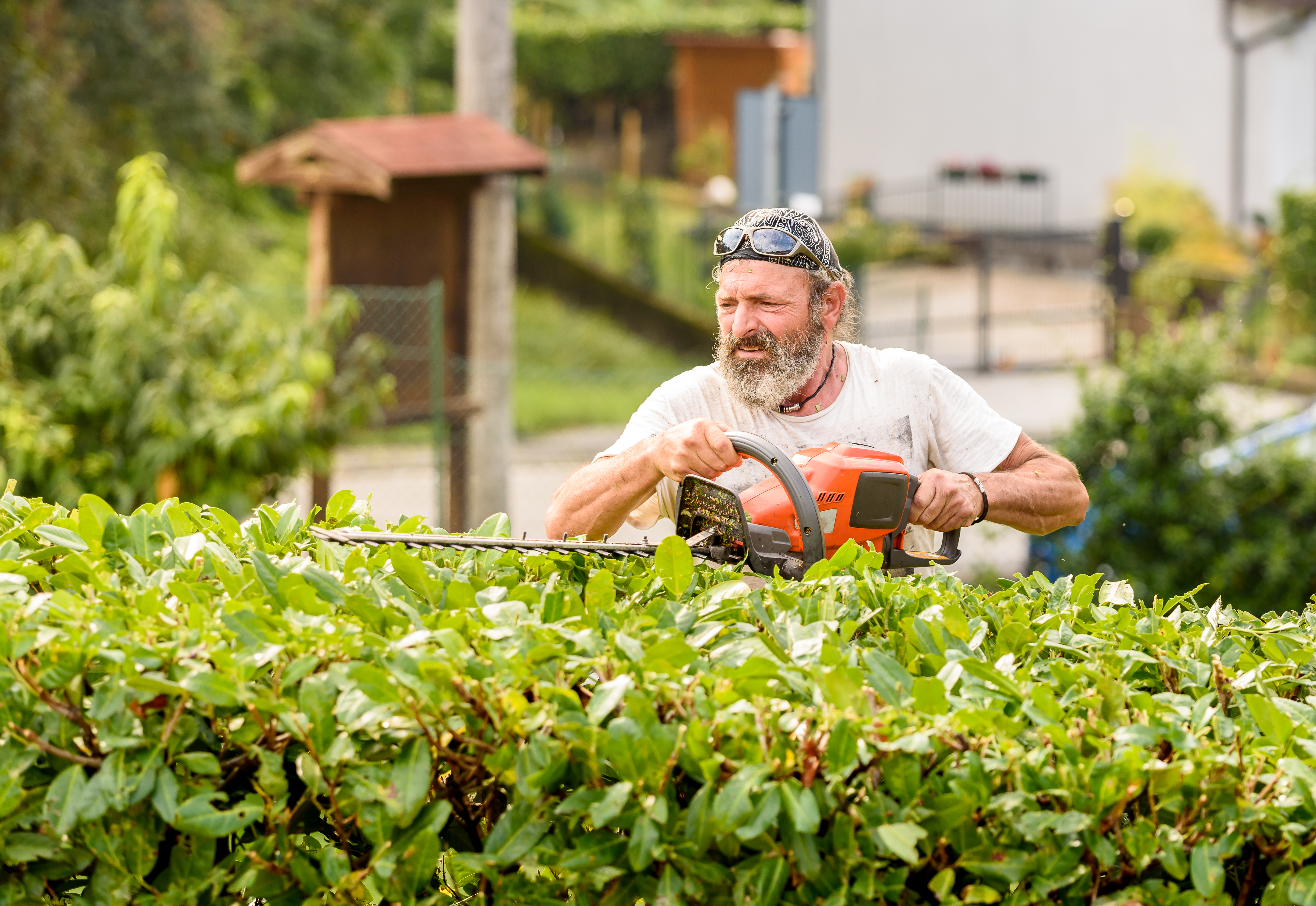 HØYREIST: Mange liker at hekken hindrer innsyn, men husk at man i mange tilfeller også har regler å forholde seg til med tanke på hekkens høyde. Foto: Opplysningskontoret for blomster og planter.