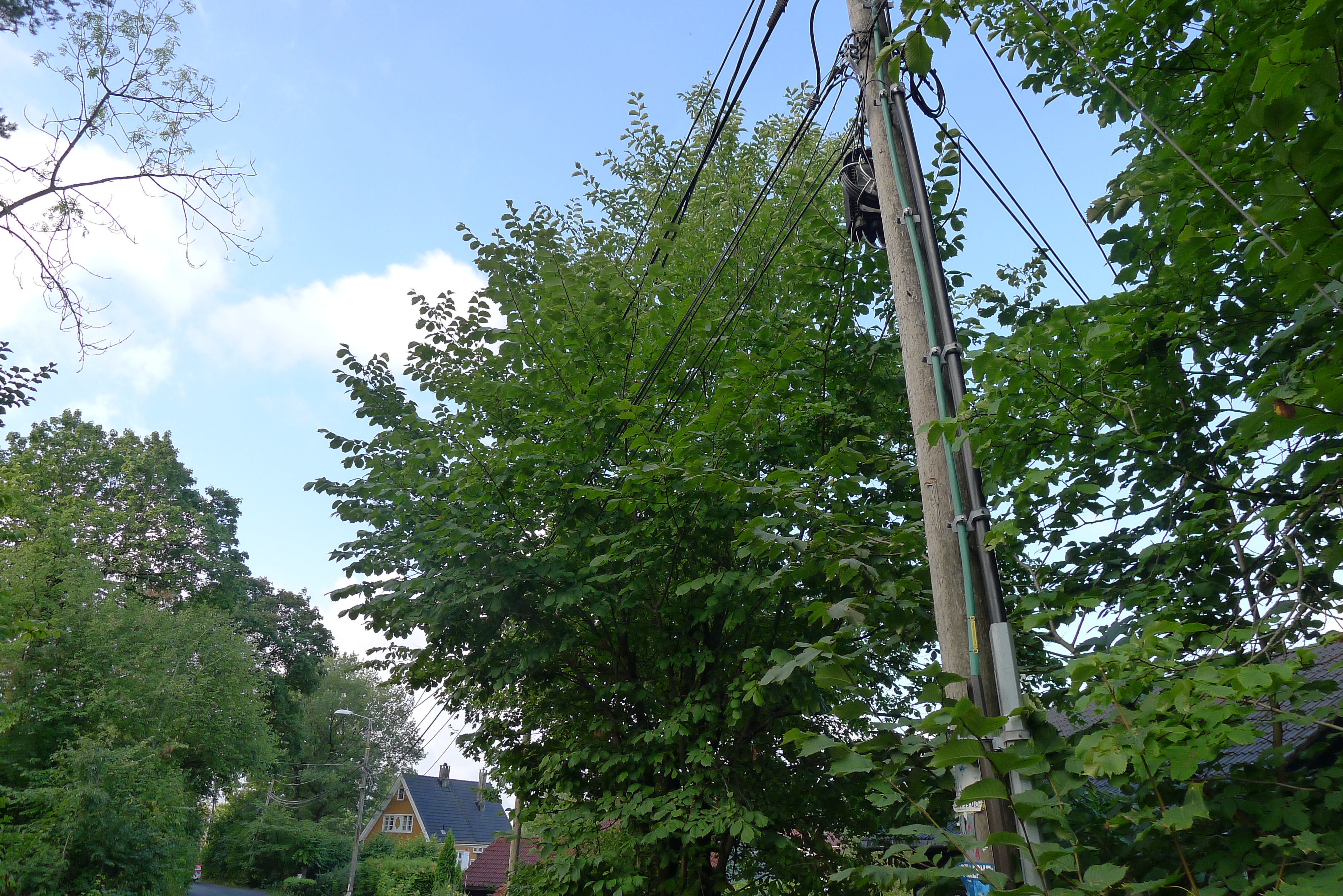 Trær nær ledninger. 