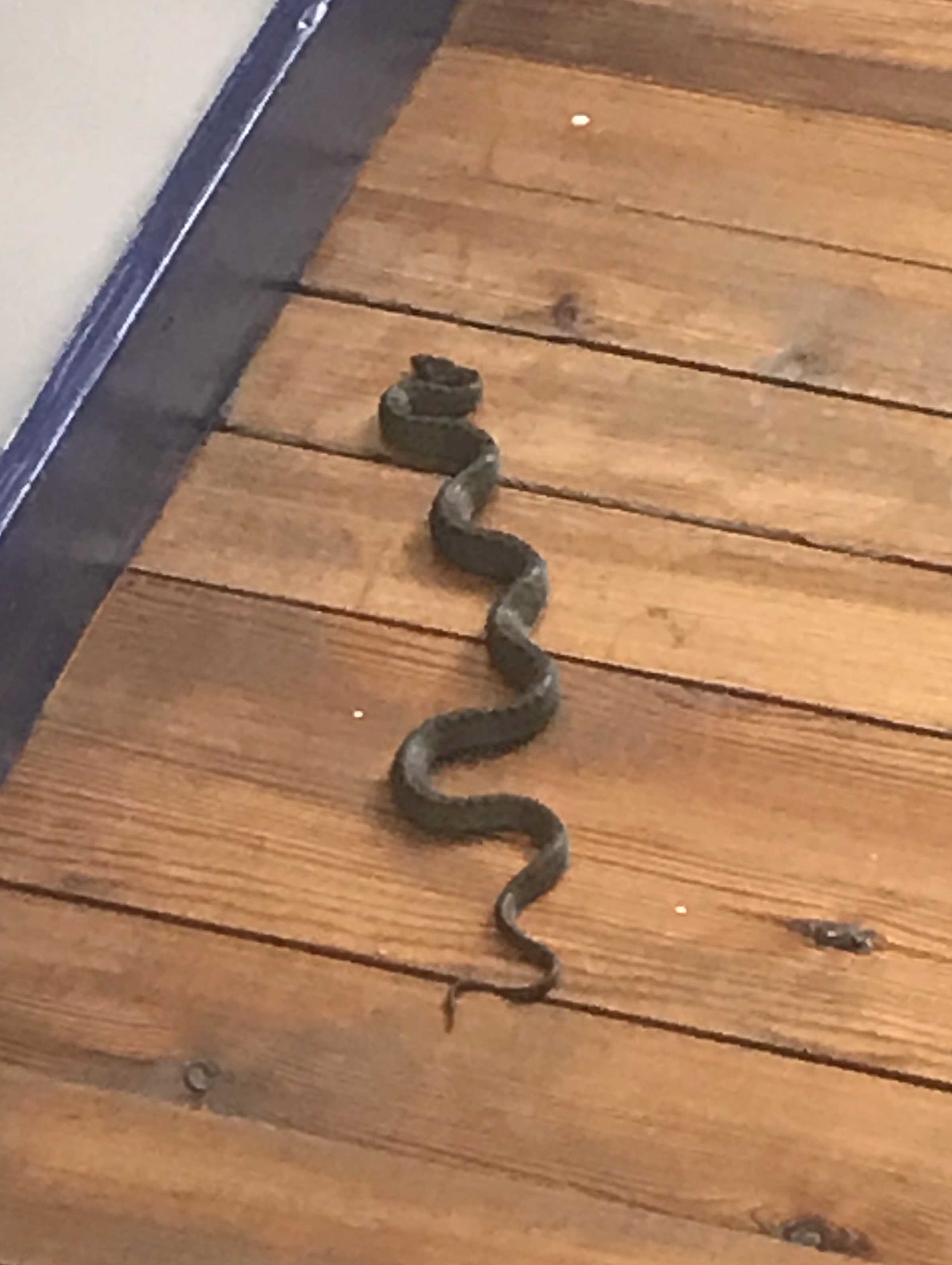 Denne slettsnoken fikk Inger Johanne Dehli til &aring; hyle Foto: Privat