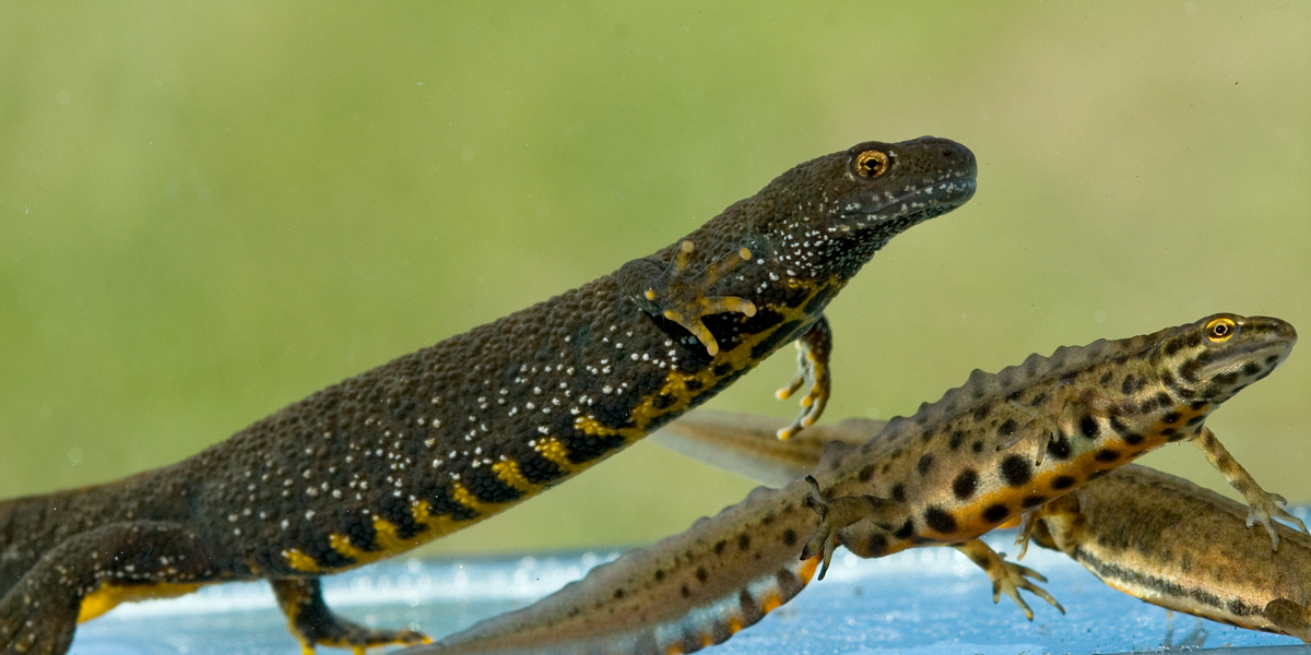 Liten og stor salamander