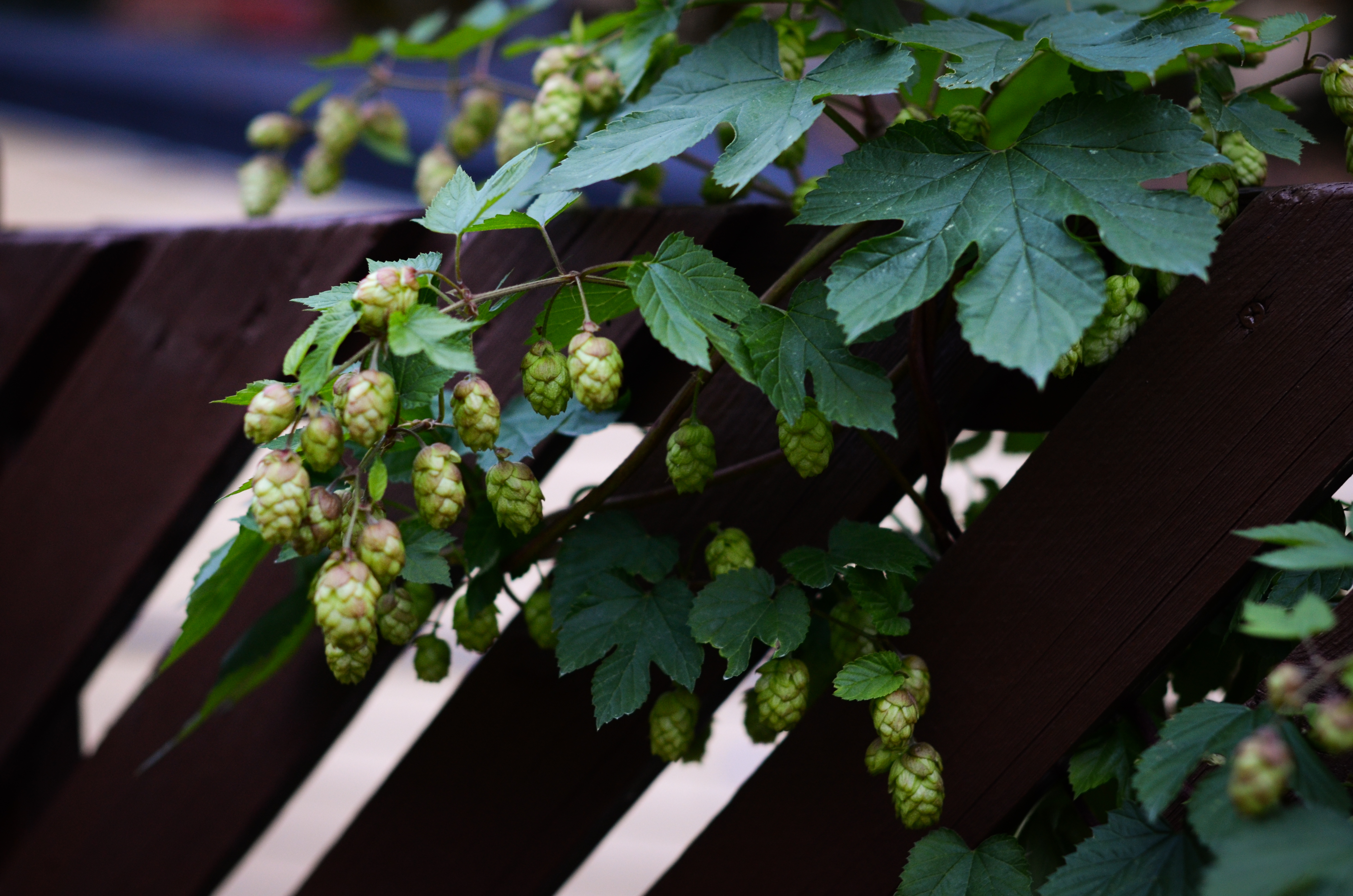 Humle: I bakgården vokser det humle. Til sommeren skal den testes i ølet. 