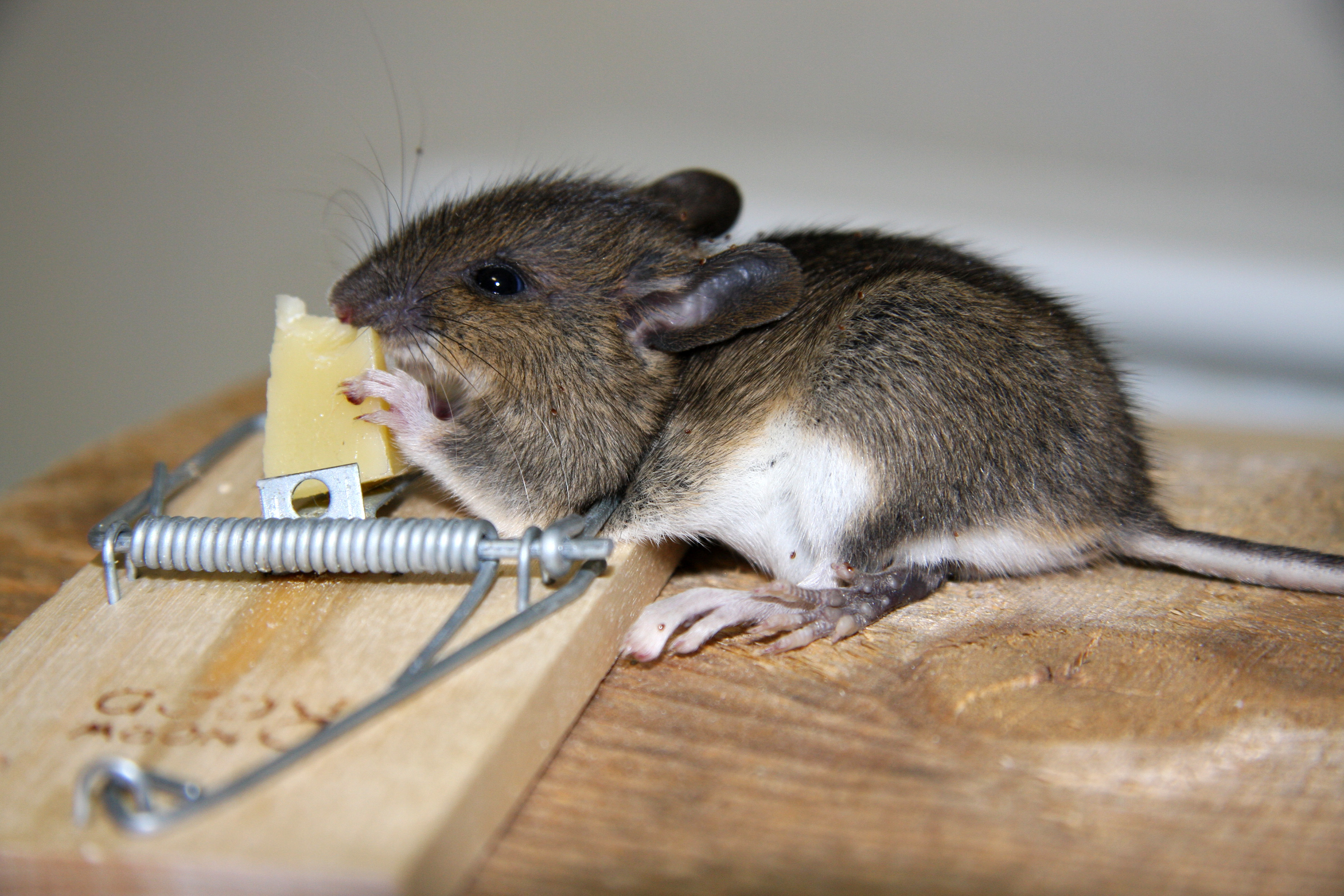 At mus liker ost, er egentlig en myte, men denne musa forsynte seg Foto: Kari Gjertrud Dølgaard