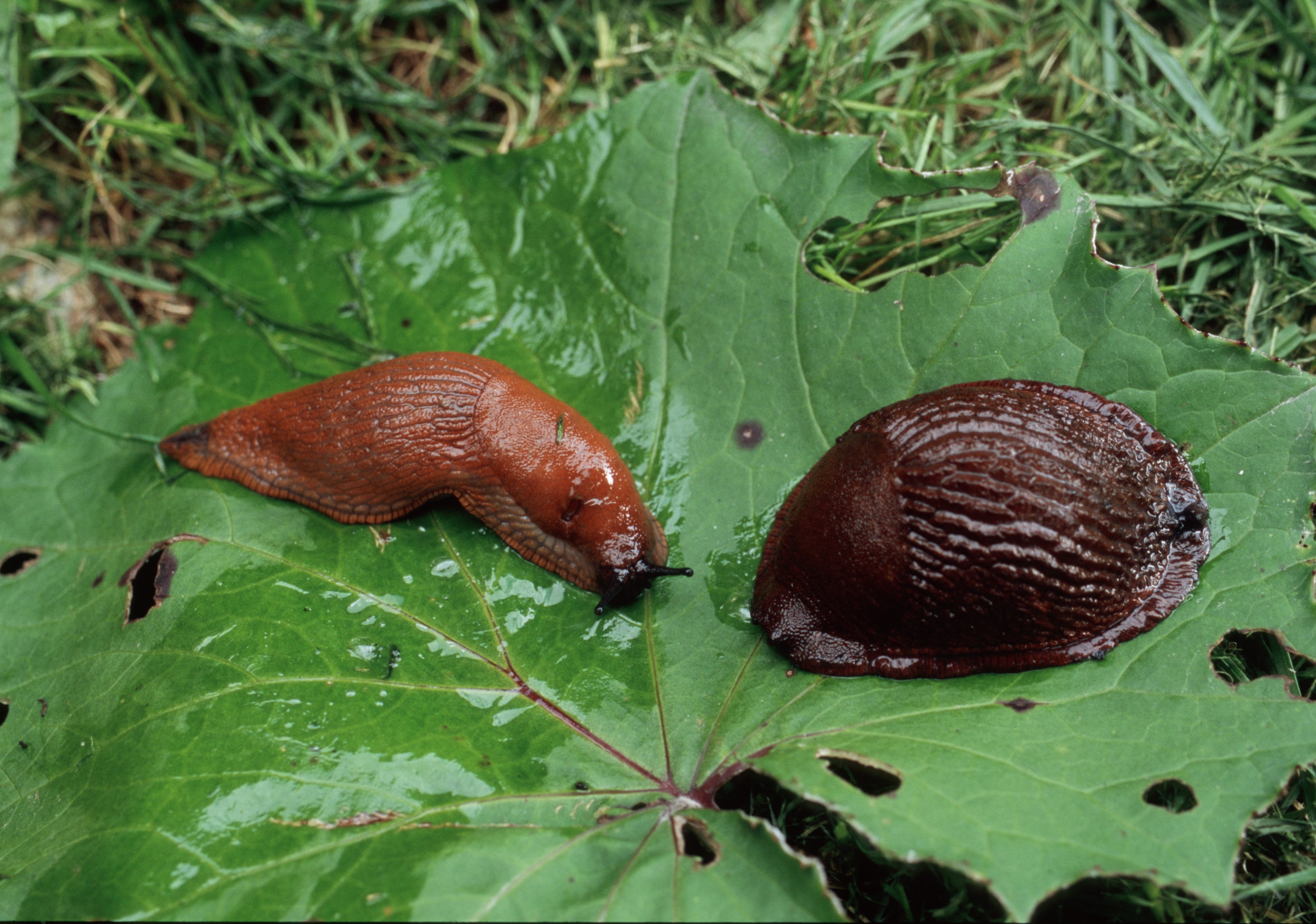 Sneglene er blitt en pest og plage. Heldigvis finnes det noen triks for å bli kvitt dem Foto: Nina Granlund Sæther