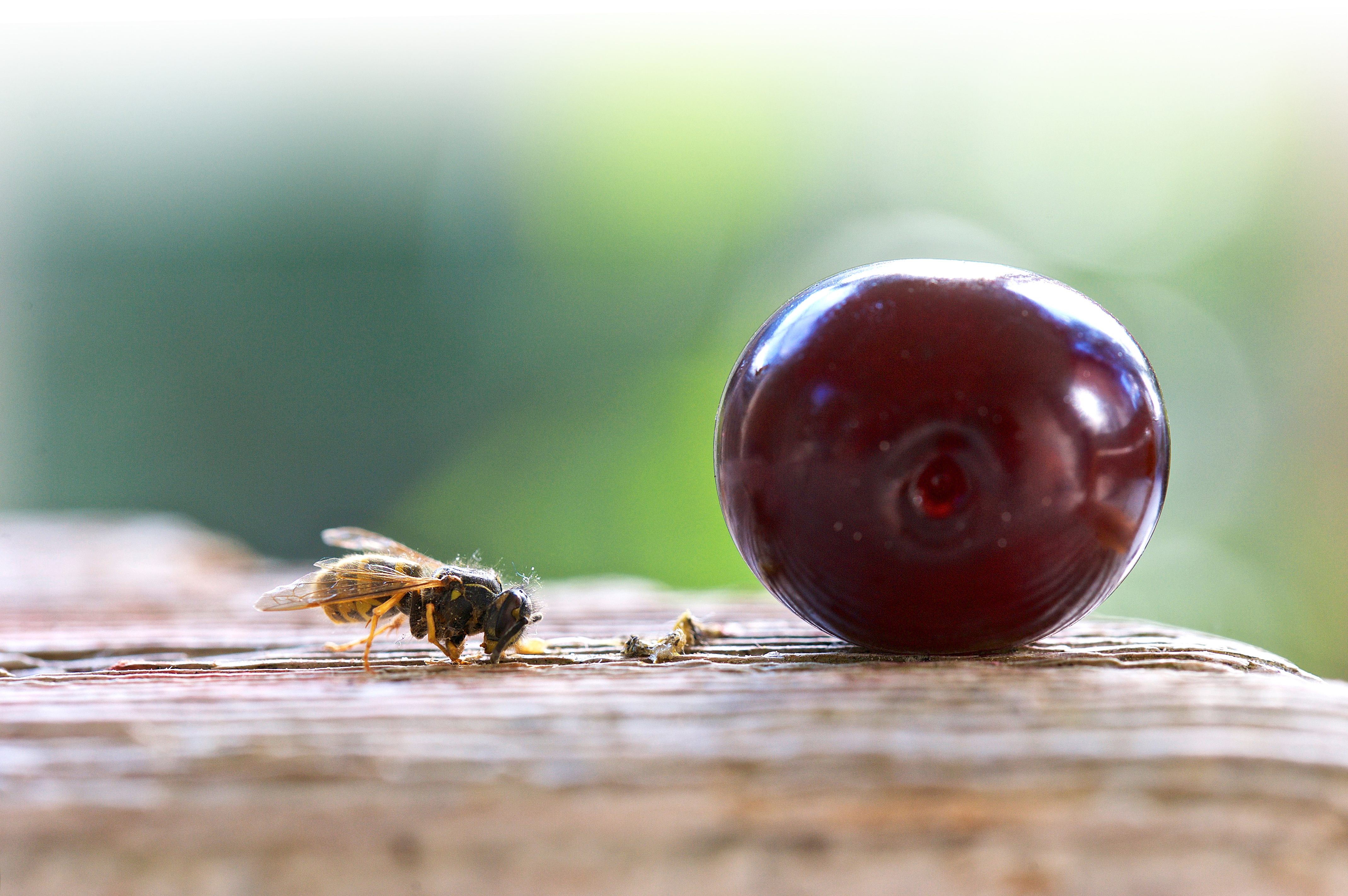 Er du plaget av veps når du sitter ute og spiser, kan du sette syltetøy eller saft i nærheten slik at den heller setter seg der. Foto: Grete Kempton