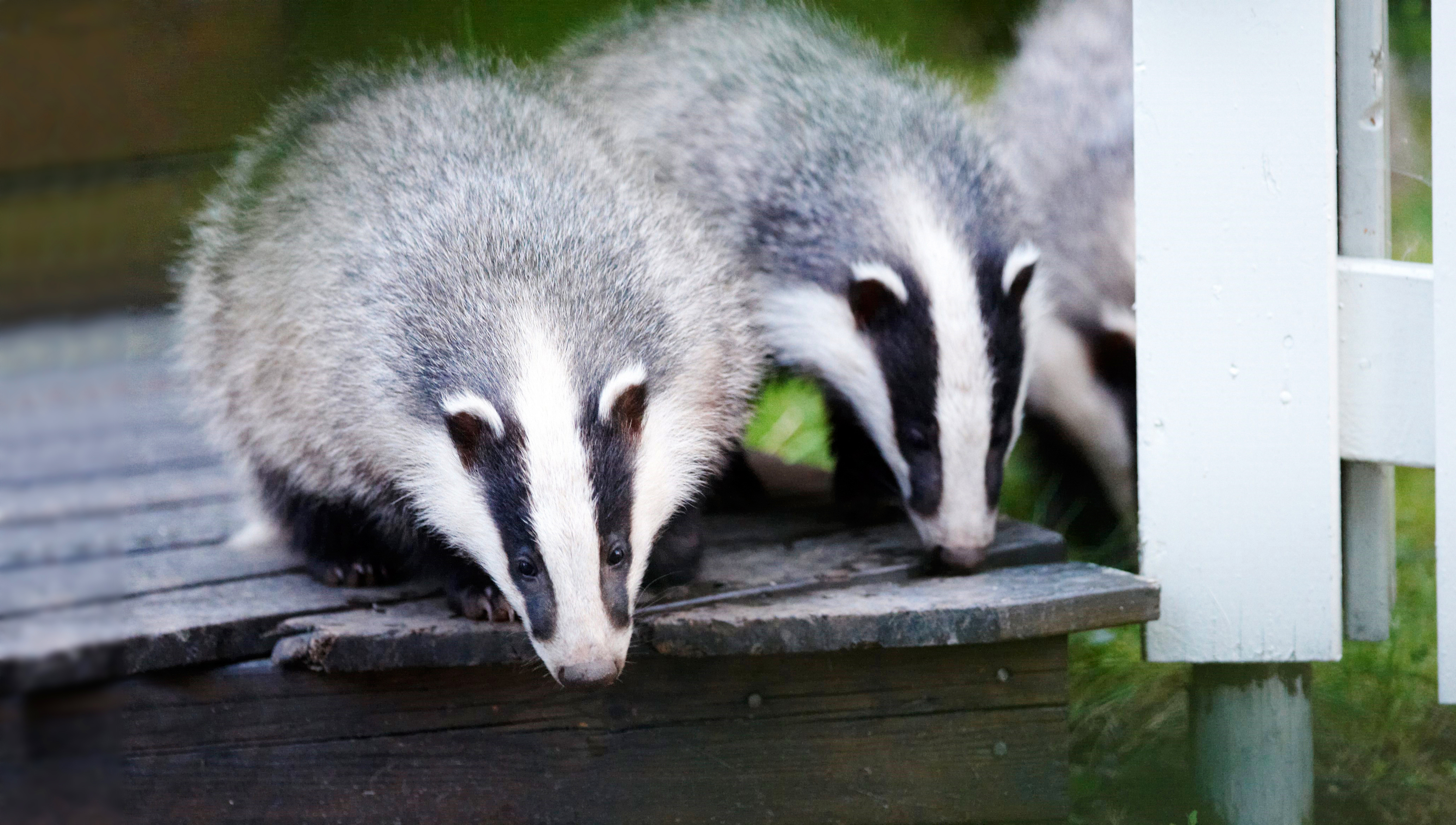 Grevling i taket er sikkert artig for noen, men grevling i hagen vil de færreste ha Foto: Tore Wuttedal/NTB Scanpix