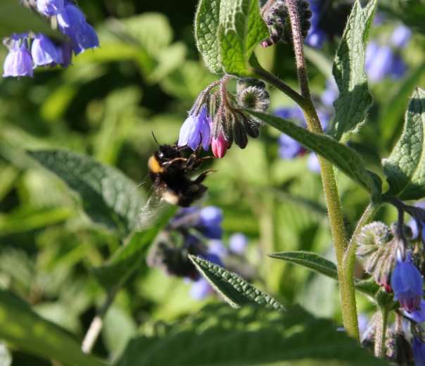 Humla sanker nektar i blomsterenga. Foto: Kari Gjertrud Dølgaard Humla sanker nektar i blomsterenga. Foto: Kari Gjertrud Dølgaard