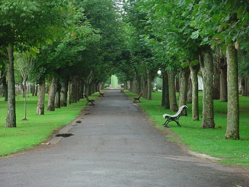 En allé betegner en vet omkranset av trær