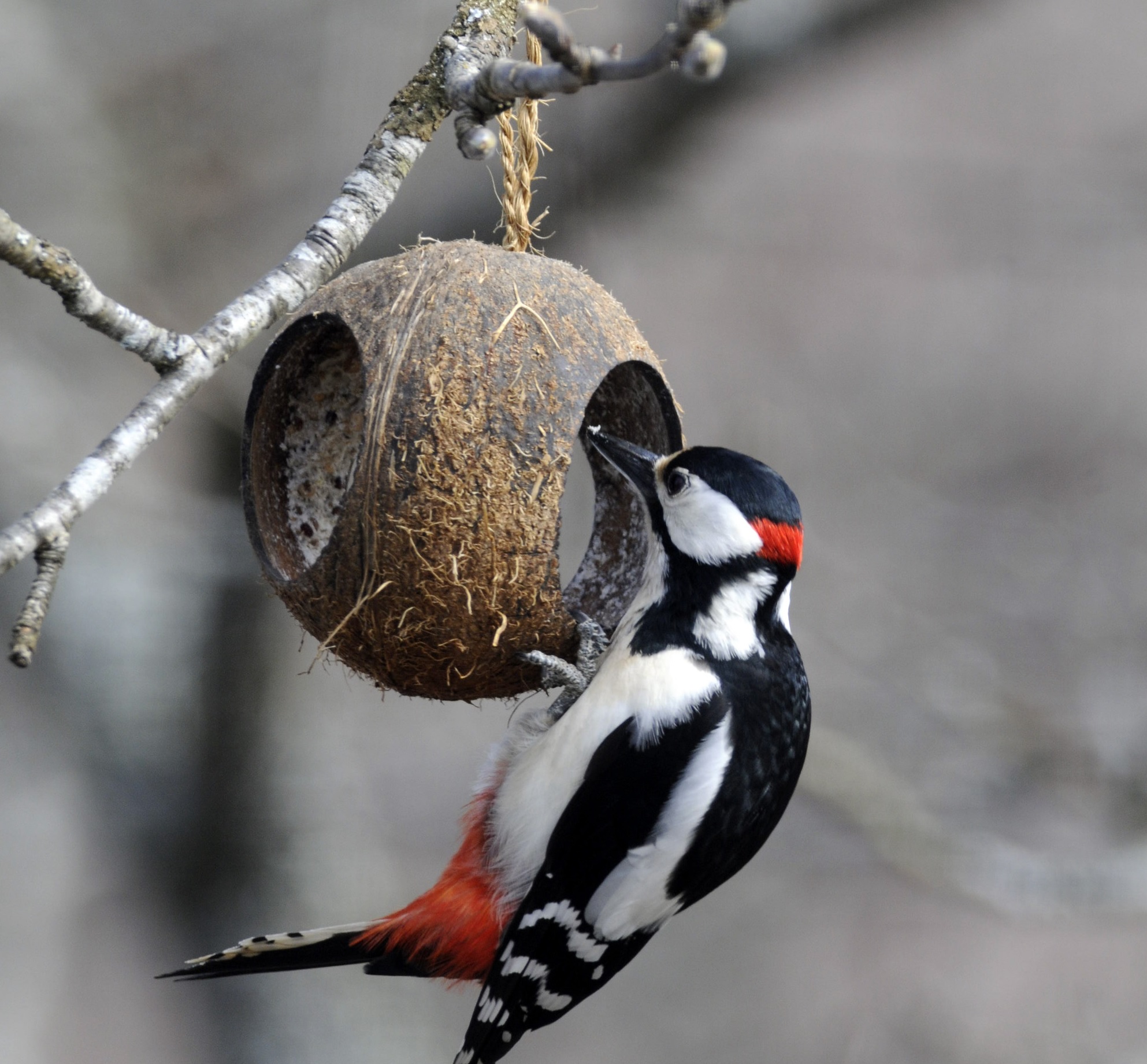 Det er viktig å fore småfuglene