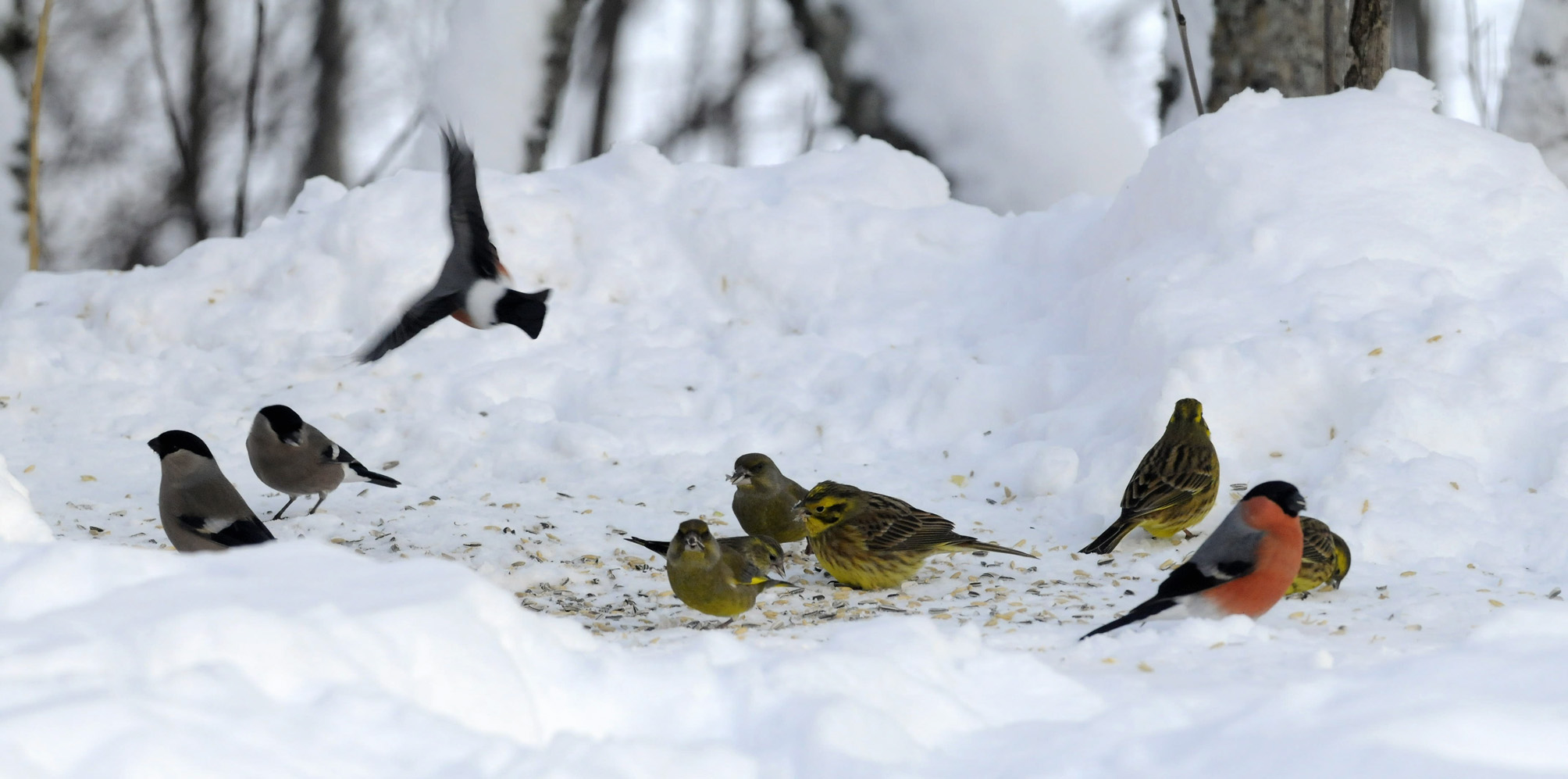 Lag mat til småfuglene