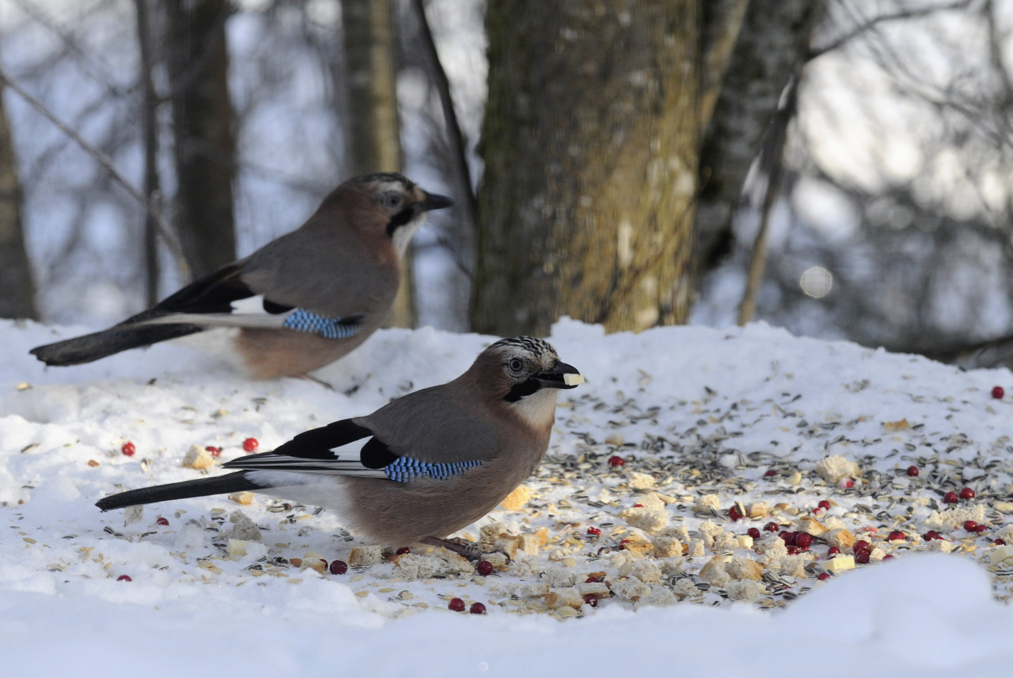 N&oslash;tteskrika er en fargerik kr&aring;kefugl som gjerne opps&oslash;ker skogn&aelig;re f&ocirc;ringsplasser. Den vil gjerne ha maten p&aring; bakken, men opps&oslash;ker ogs&aring; f&ocirc;ringsbrett.