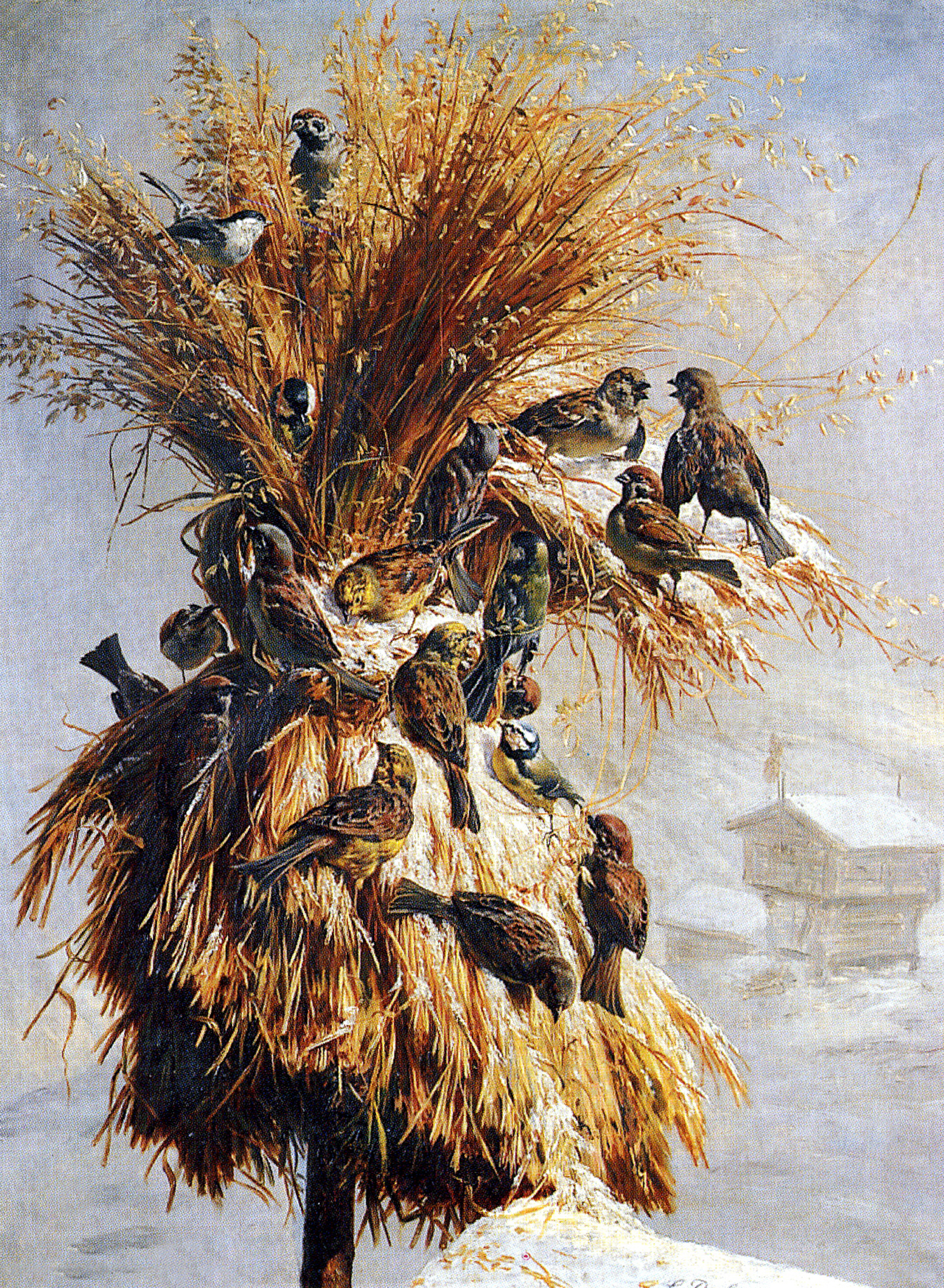 Mange julekort viser dompaper i juleneket, antagelig på grunn av dompap-hannens fine rødfargede bryst. Men i virkeligheten er ikke dompapen noen hyppig gjest i neket. Det er derimot gulspurven og - som på dette kortet - gråspurv og pilfink. Illustrasjon: Sigvald Dahl