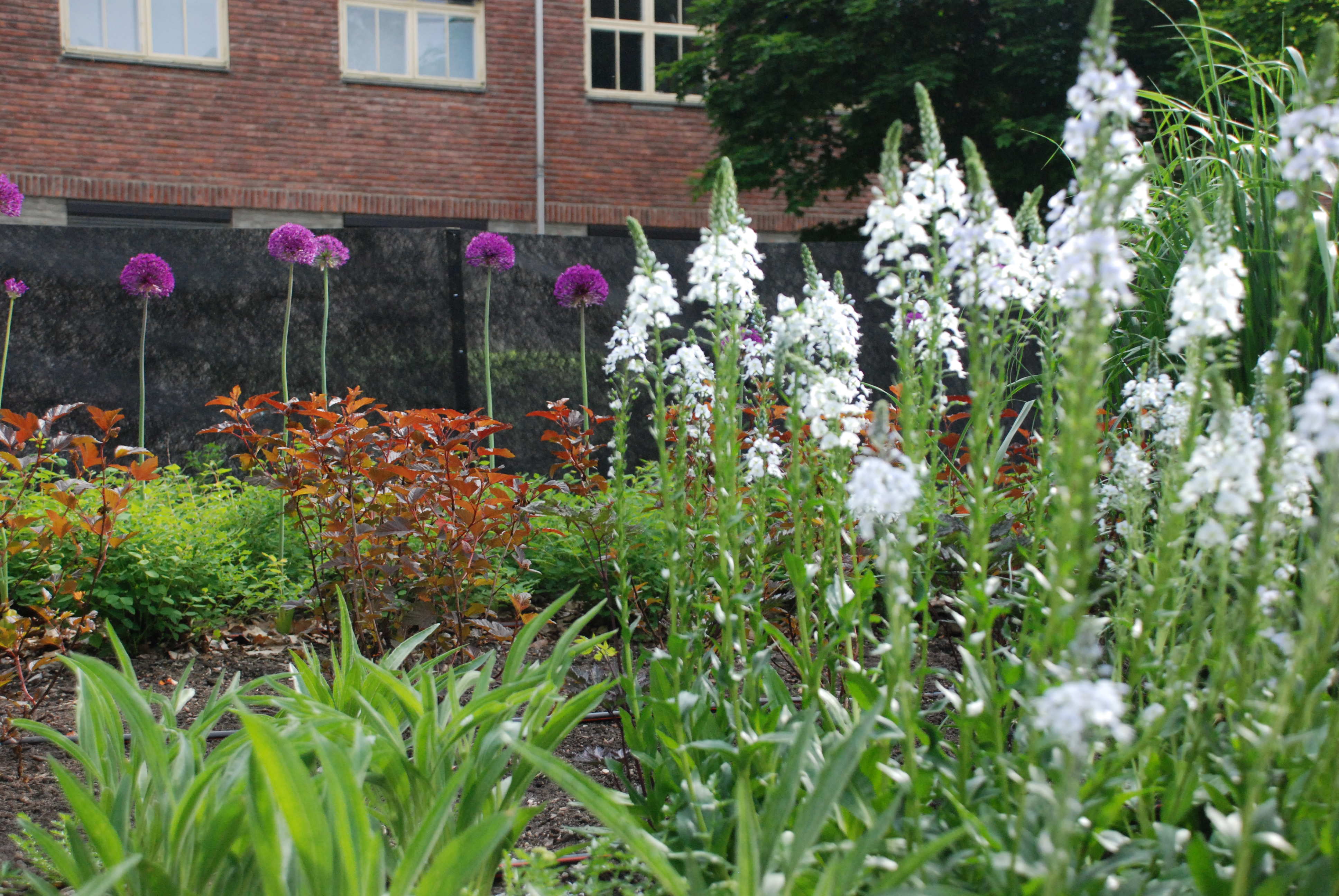 ENKELT: På Ås har 50 studenter jobbet med å anlegge en hage som skal være så enkel å vedlikeholde som mulig. Dette kan du få til hjemme hos deg selv også, mener gartner Filip Ihrsen. Foto: Tuva Bønke Grønning