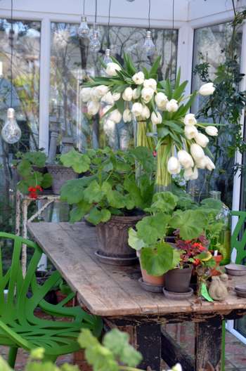 Grønt og flott i Finn Schjølls hage. Foto: Tonje Bergh / Plantmania Grønt og flott i Finn Schjølls hage. Foto: Tonje Bergh / Plantmania