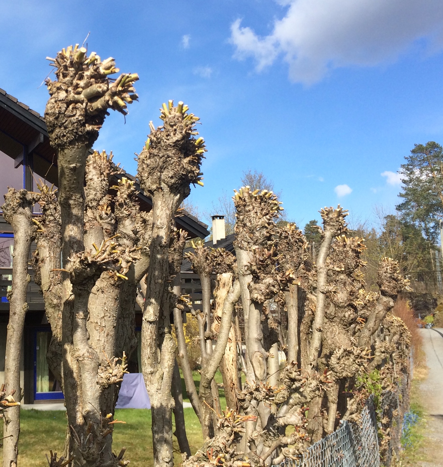 V&Aring;RKLIPP: Mange klipper hekk om v&aring;ren. 