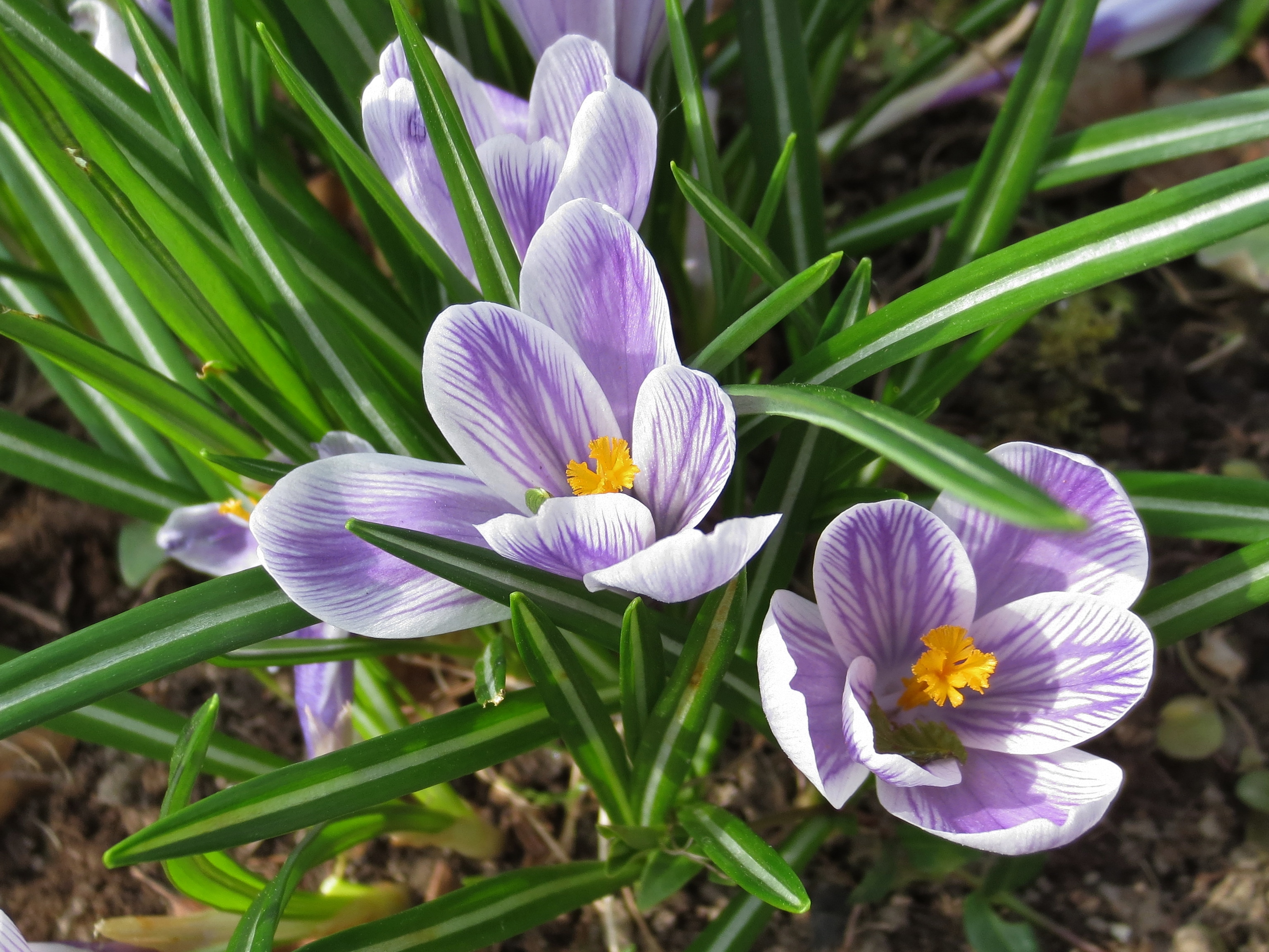 Krokus. Foto: Opplysningskontoret for blomster og planter. 