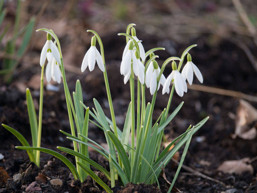 SNØKLOKKER: Er vanskelige å få til. Vil du være sikker, sats på tulipaner og krokus. Foto: Anne Havåg Holter-Hovind. 