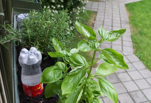TOMME FLASKER: Sett flasker med vann opp ned i blomsterkassene. Foto: Kari Gjertrud Dølgaard