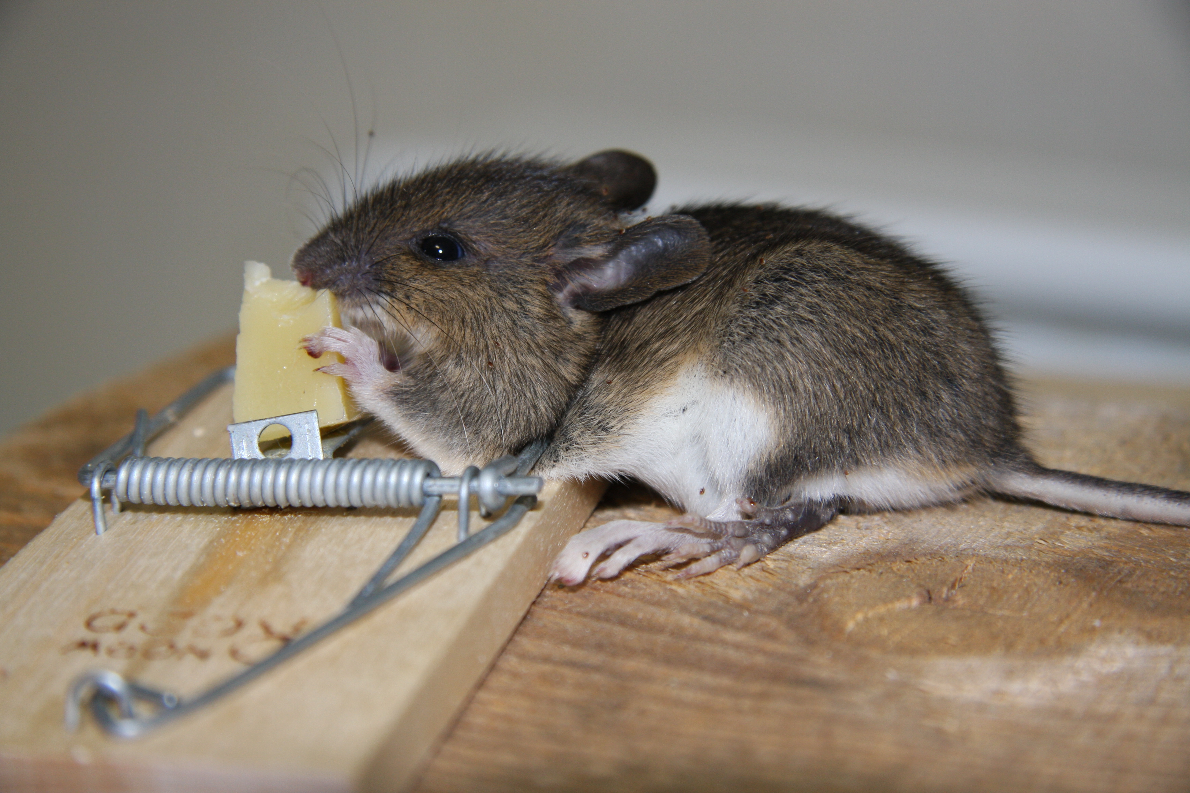 I FELLA: Mus vil vi ikke ha i hus. 