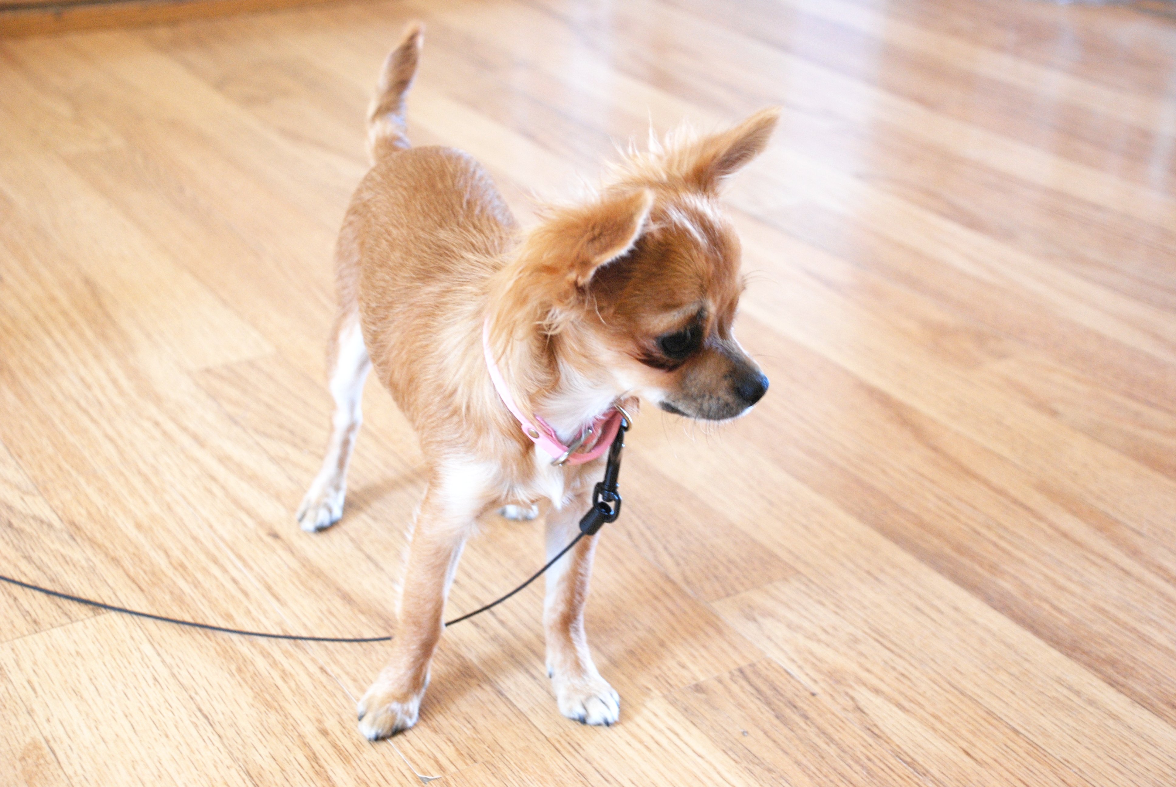 Behandle tregulvet riktig.