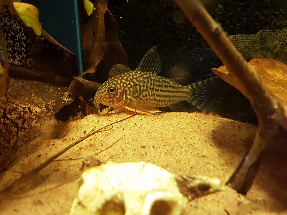 Marlen Wollfs akvarier er hennes medisin mot ADHD. Foto: Marlen Wollf