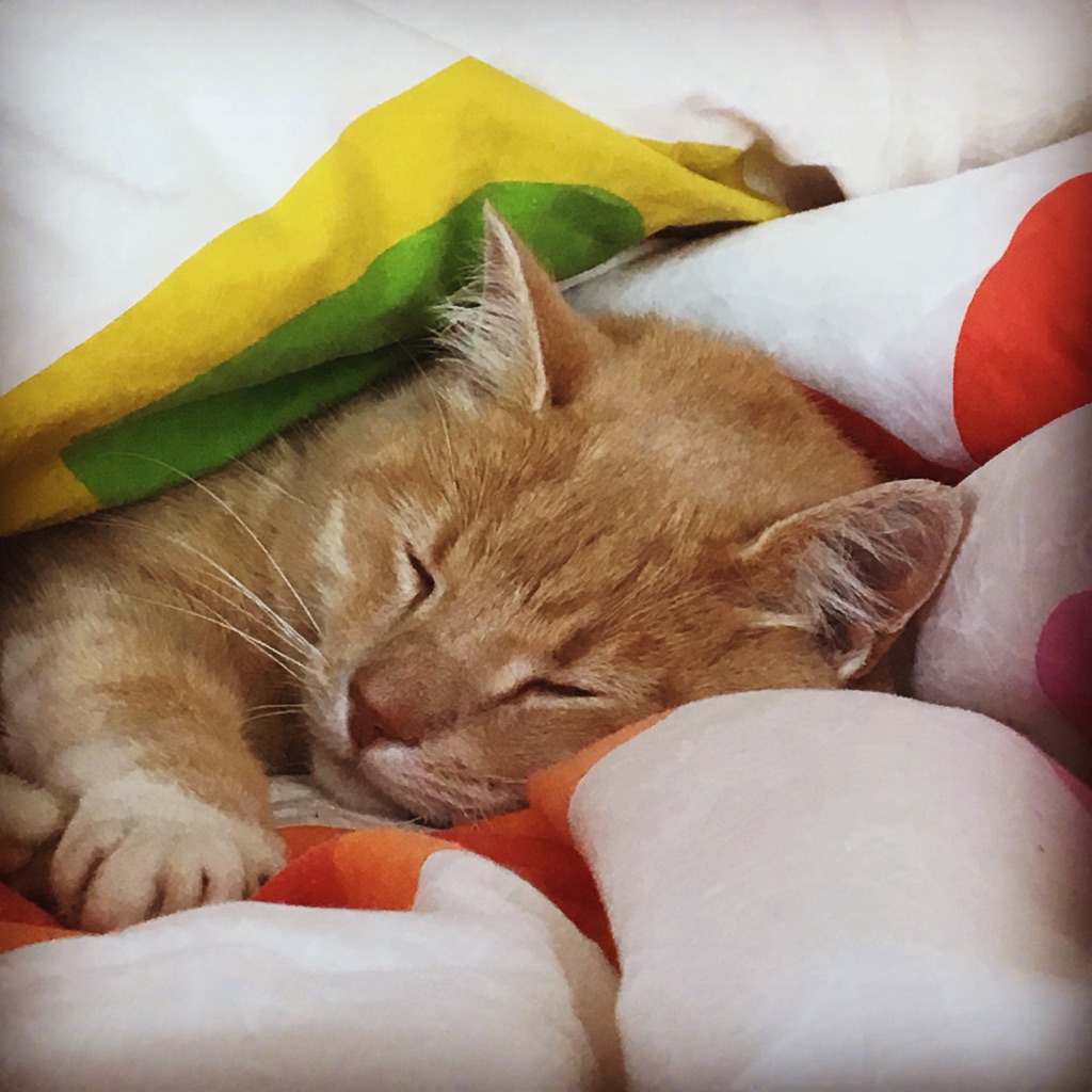 KOSER SEG: Her har en liten klart å snike seg opp i senga og under dyna. Foto: Kari Gjertrud Dølgaard.