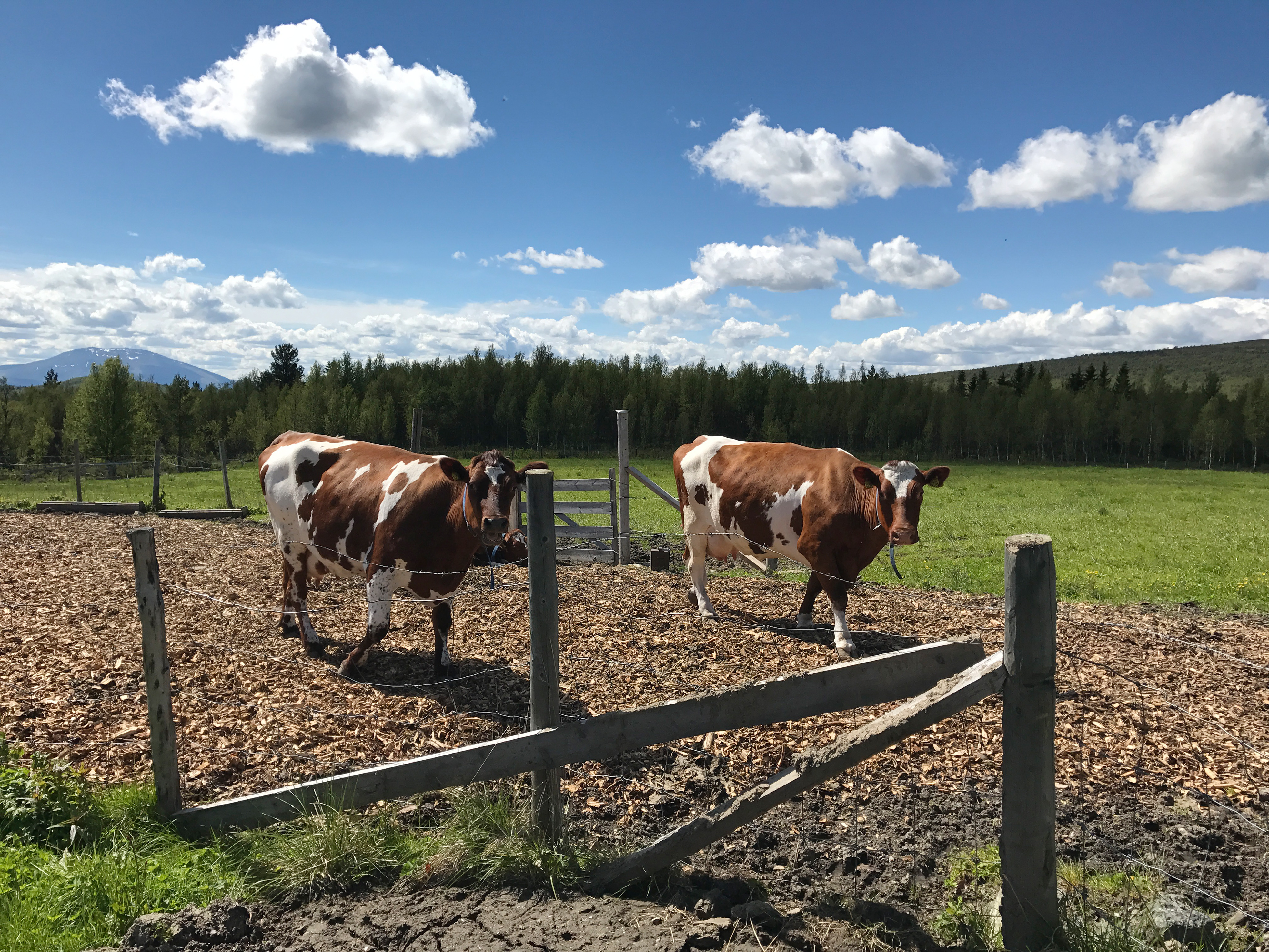 Grønt beite og friluft gir god melk