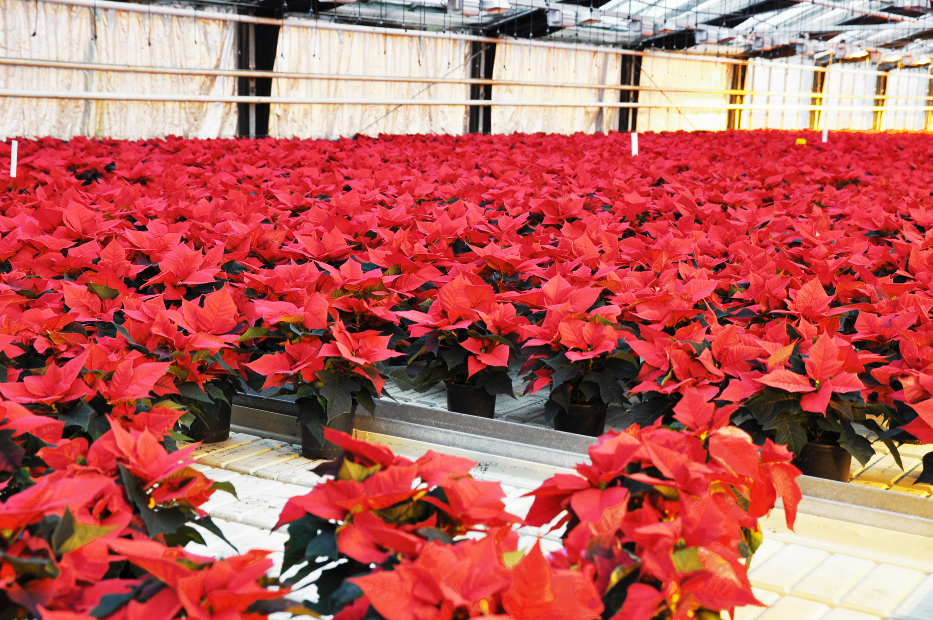 I Norge produseres det nesten 6 millioner julestjerner hvert &aring;r.