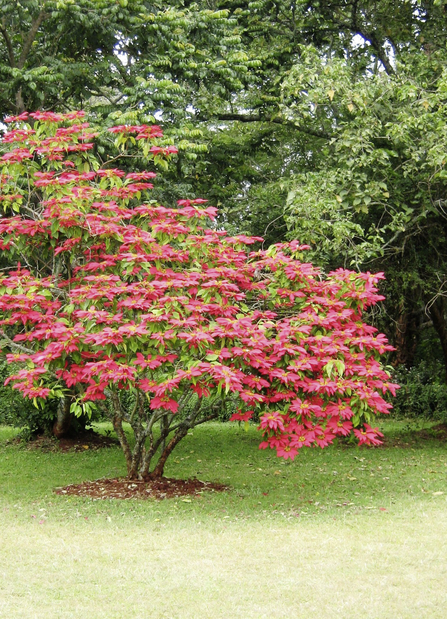 Julestjerne i sin opprinnelige form