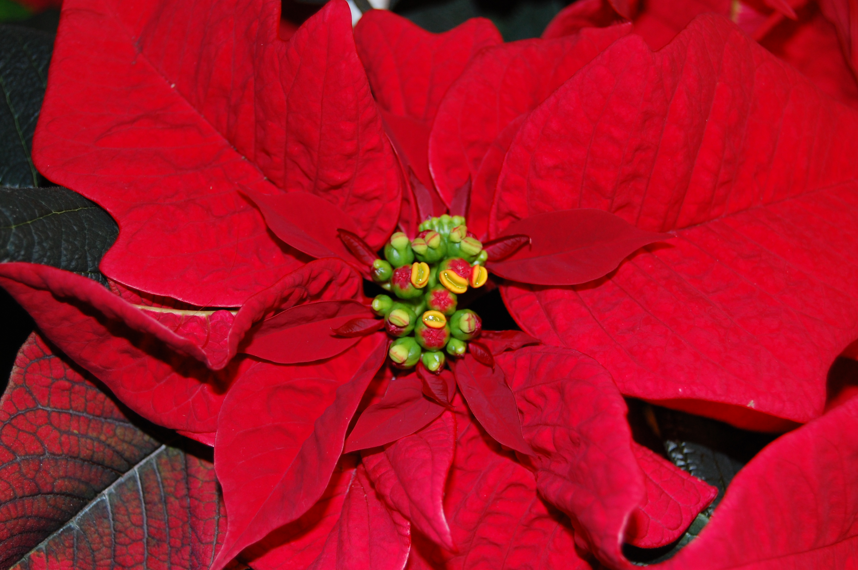 Blomsten er det lille knippet gule knopper midt blant de r&oslash;de bladene.