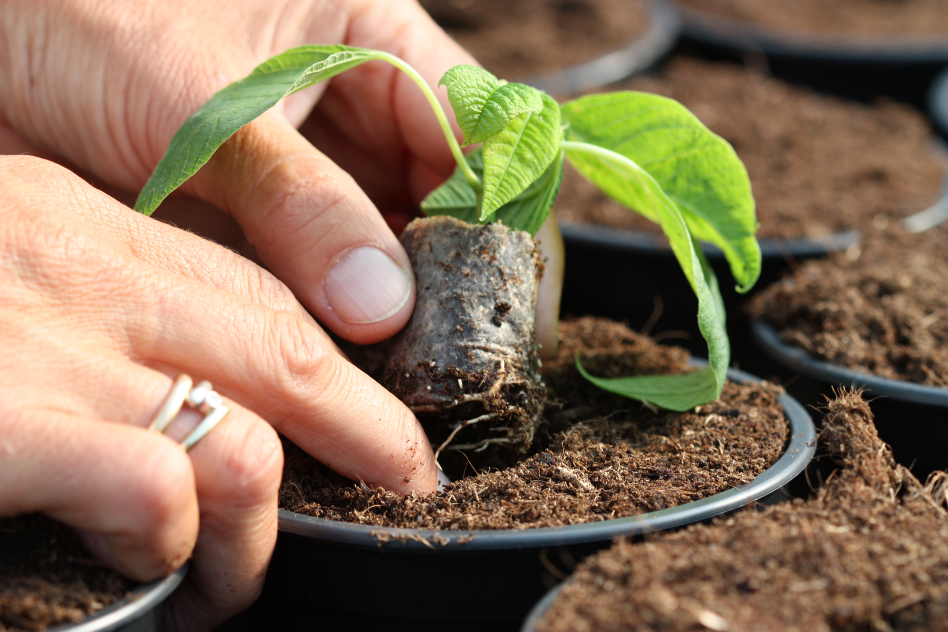 Planten pottes i Norge.
