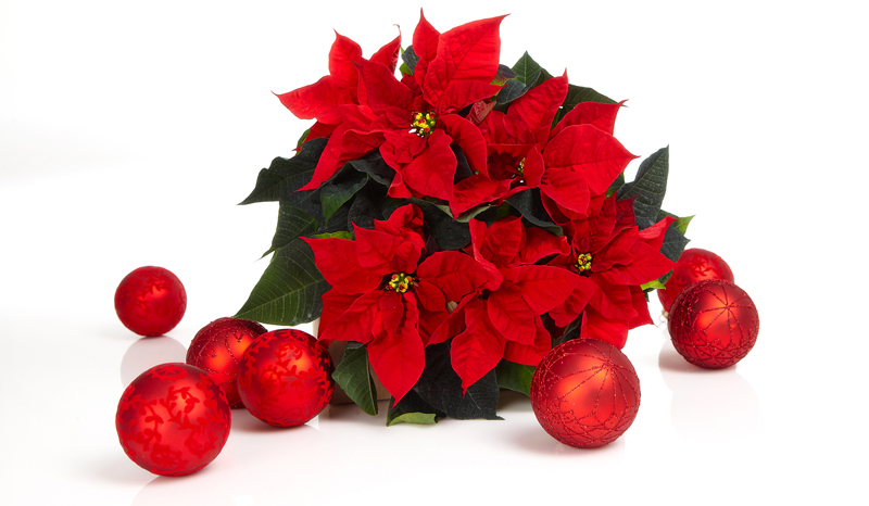 I dag er julestjernene langt mer solide enn bare for noen &aring;r tilbake takket v&aelig;re forskning.