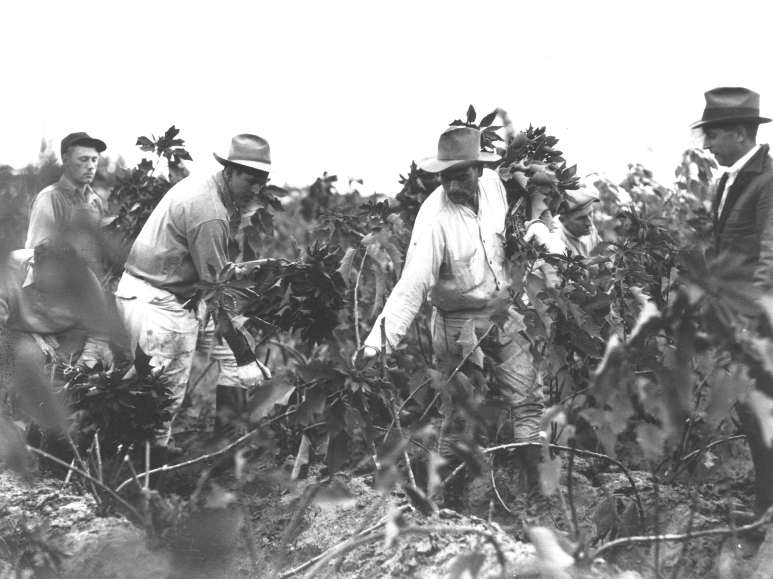 Julestjernedyrking i USA i forrige &aring;rhundre.