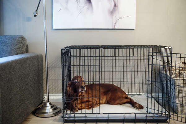 TRYGG: Kira går automatisk inn i buret og legger seg når Tonje Larsen gjør seg klar for å forlate leiligheten uten sin firbente venn. I buret føler hun seg trygg. TRYGG: Kira går automatisk inn i buret og legger seg når Tonje Larsen gjør seg klar for å forlate leiligheten uten sin firbente venn. I buret føler hun seg trygg.