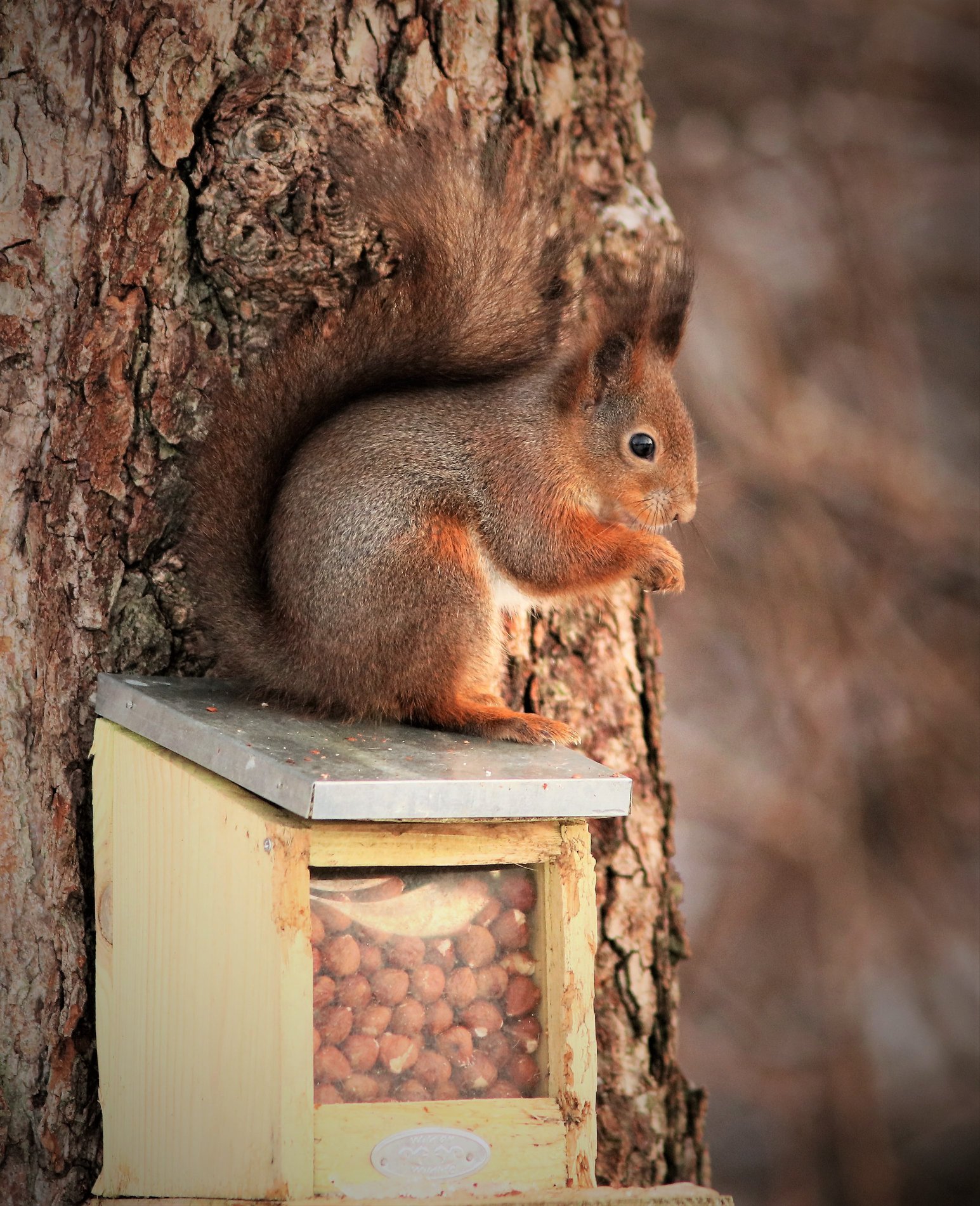 Ekornene har nå fått sine egne kasser hos Spange.