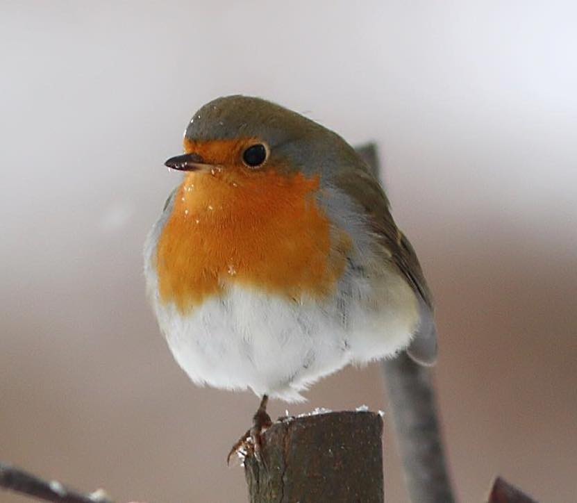 Rødstrupen fryser og skifter på å stå på en fot. 