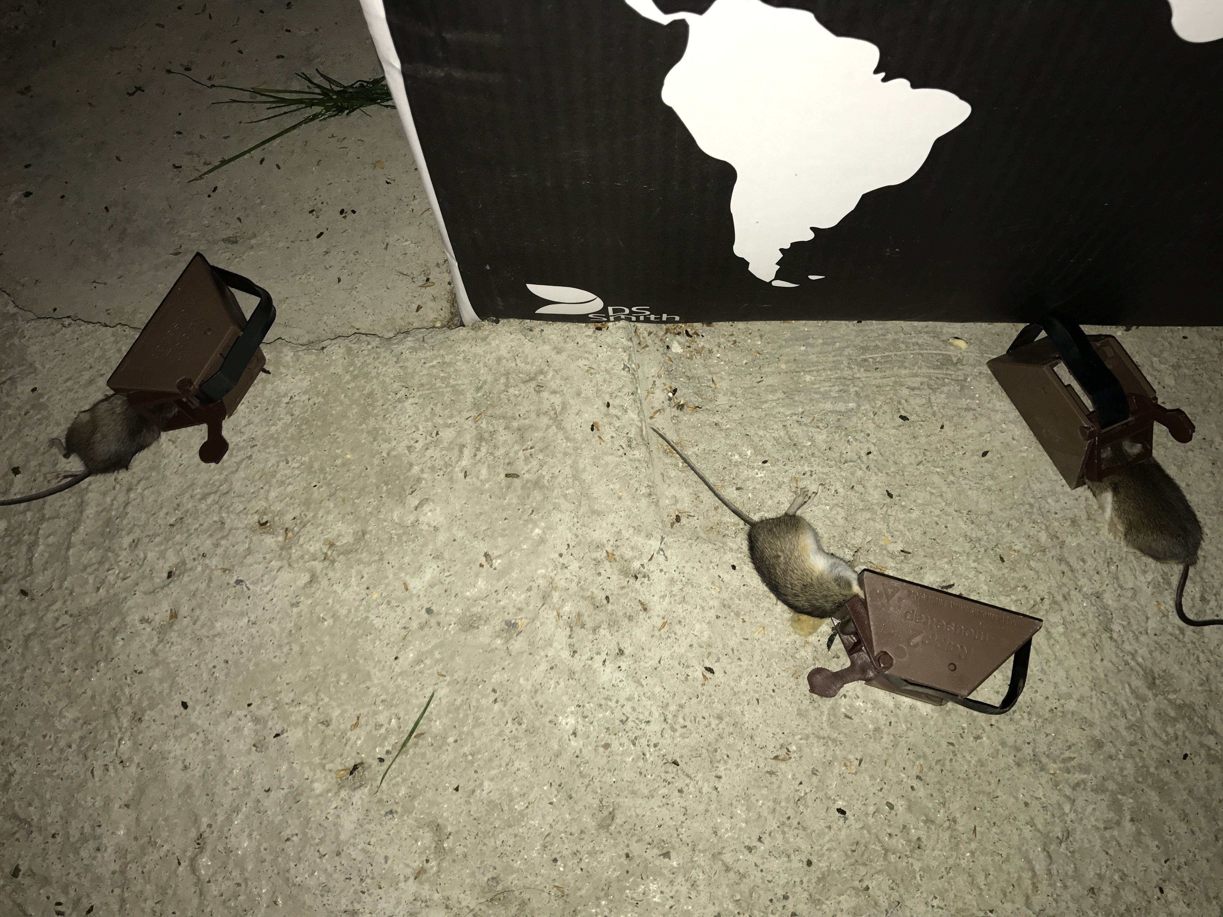 STORE ØDELEGGELSER: På en uke har musene spist seg gjennom alt som er i kjelleren. 150 mus har huseieren fanget så langt. Foto: Privat.